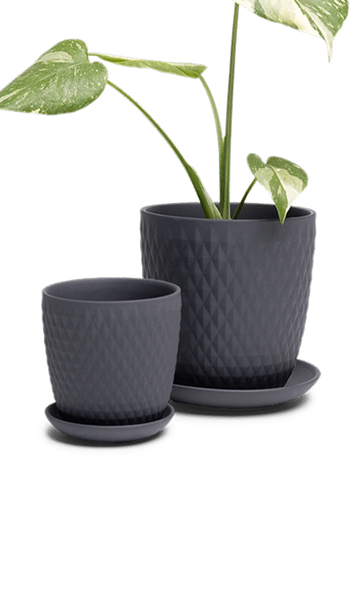 Two Chive Virago H black porcelain pots with drainage and detachable saucers styled with a plant in small and medium.