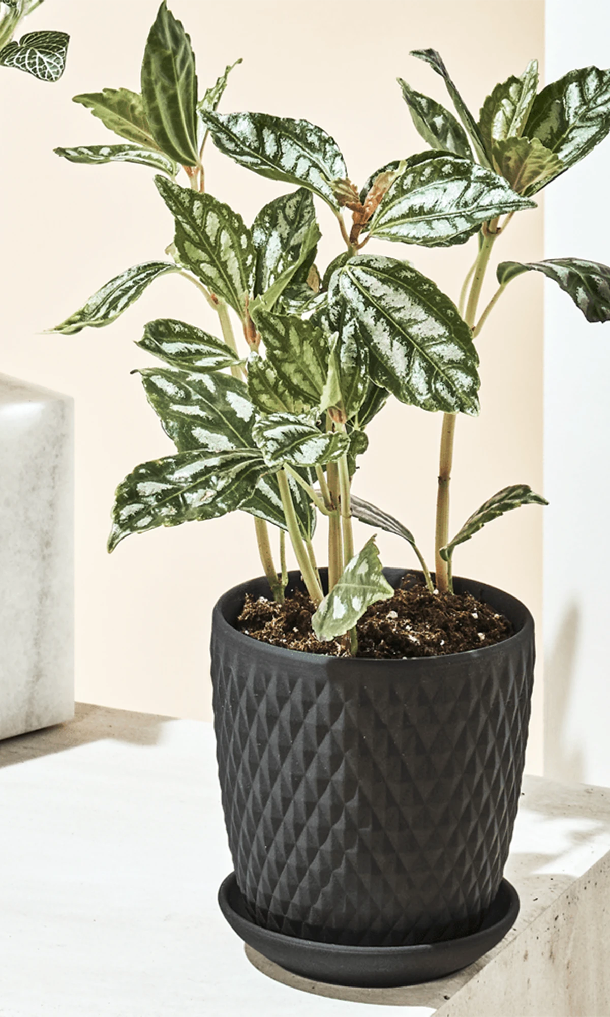 Chive Virago H small black porcelain pot with drainage and saucer styled with a plant in a bright minimalistic room.