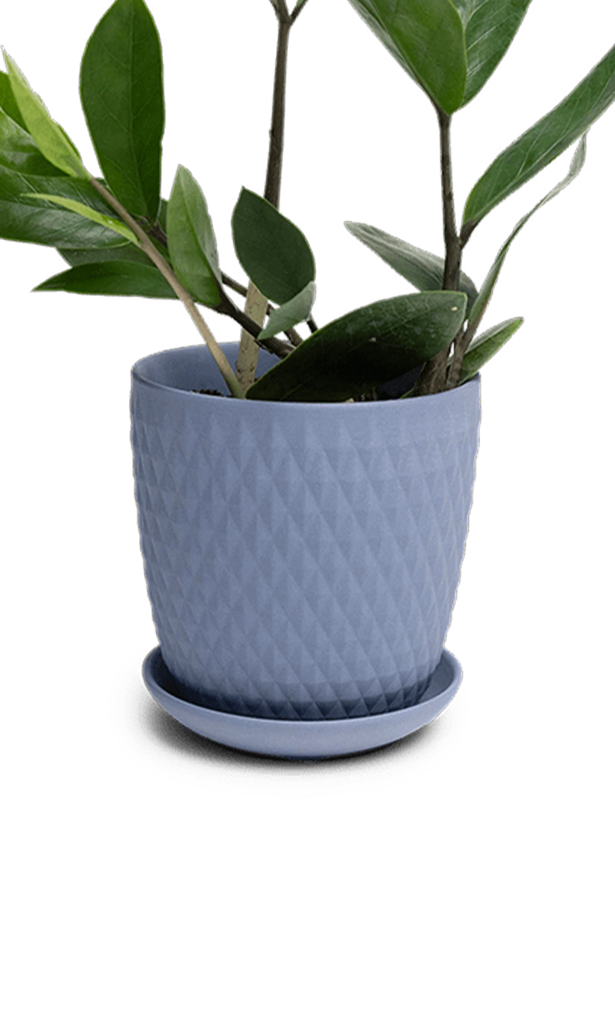 Chive Virago H medium blue grey porcelain pot with drainage and saucer styled with a plant.