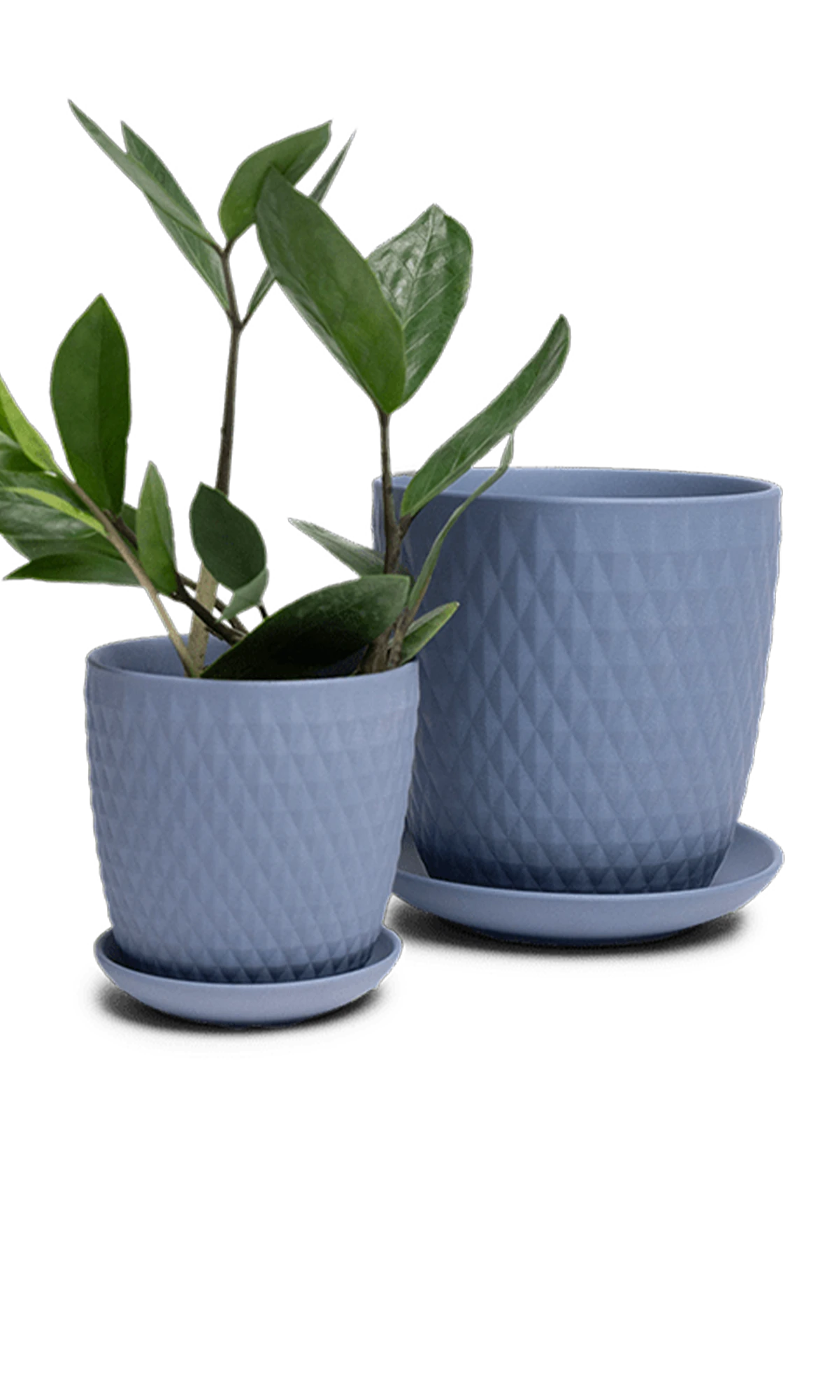 Two Chive Virago H blue grey porcelain pots with drainage and saucers styled with a plant in medium and small.