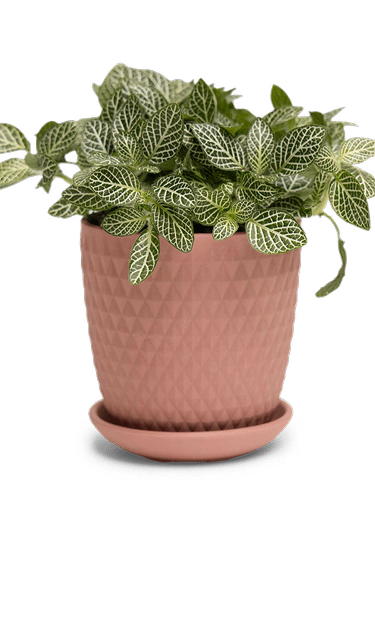 Chive Virago H small clay terracotta porcelain pot with drainage and saucer styled with a fittonia plant.