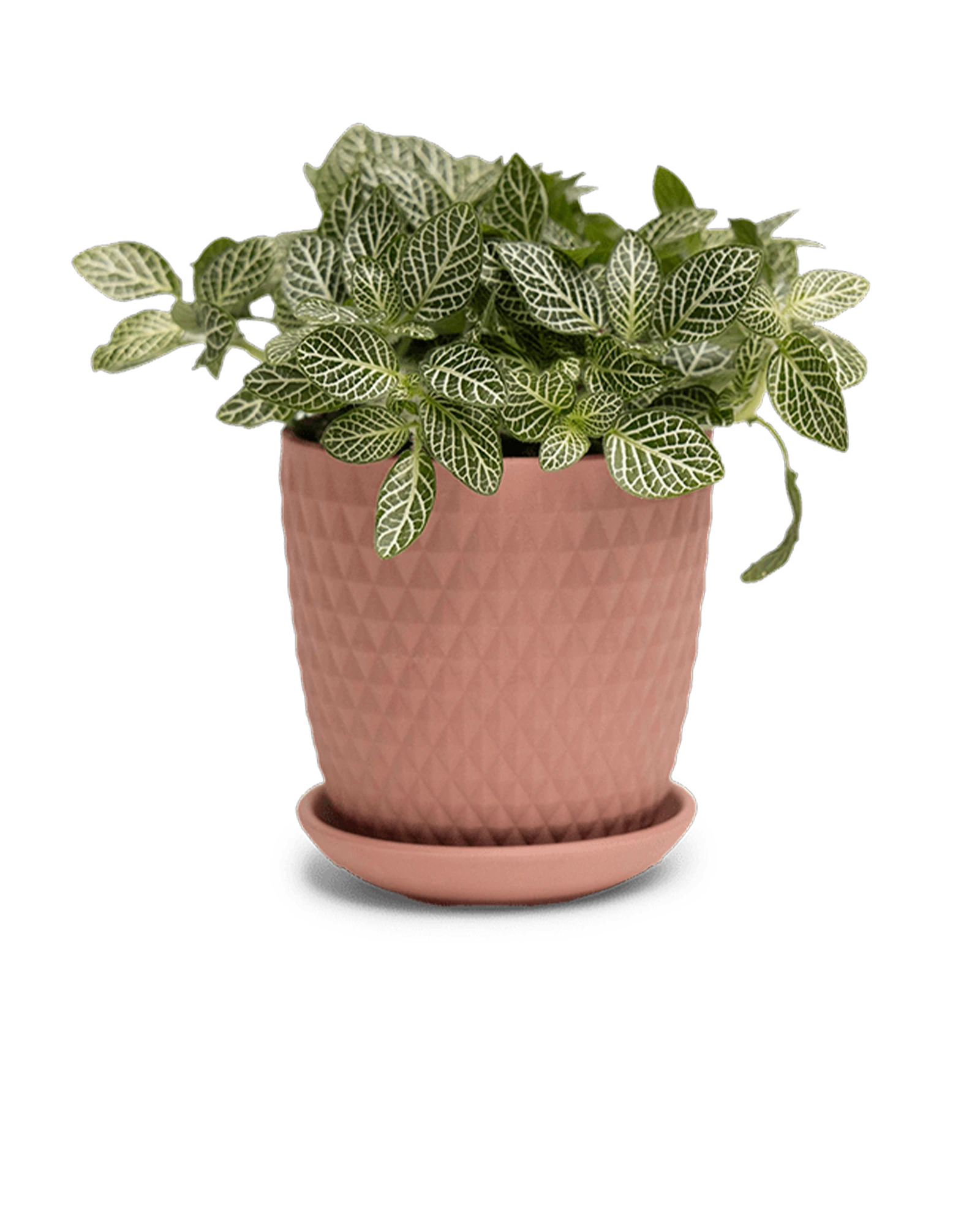 Chive Virago H small clay terracotta porcelain pot with drainage and saucer styled with a fittonia plant.