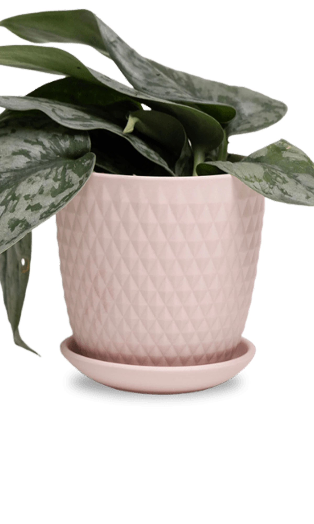 Chive Virago H medium soft pink porcelain pot with drainage and saucer styled with a plant.