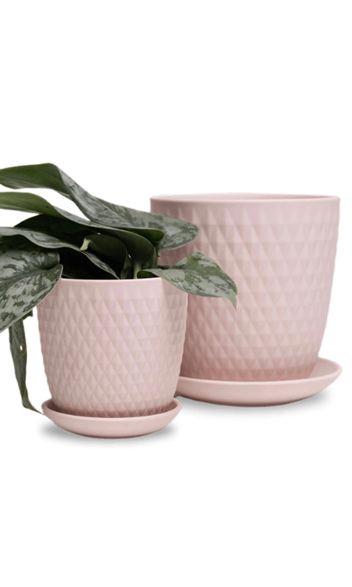 Two Chive Virago H soft pink porcelain pots with drainage and saucers styled with plants in medium and small.