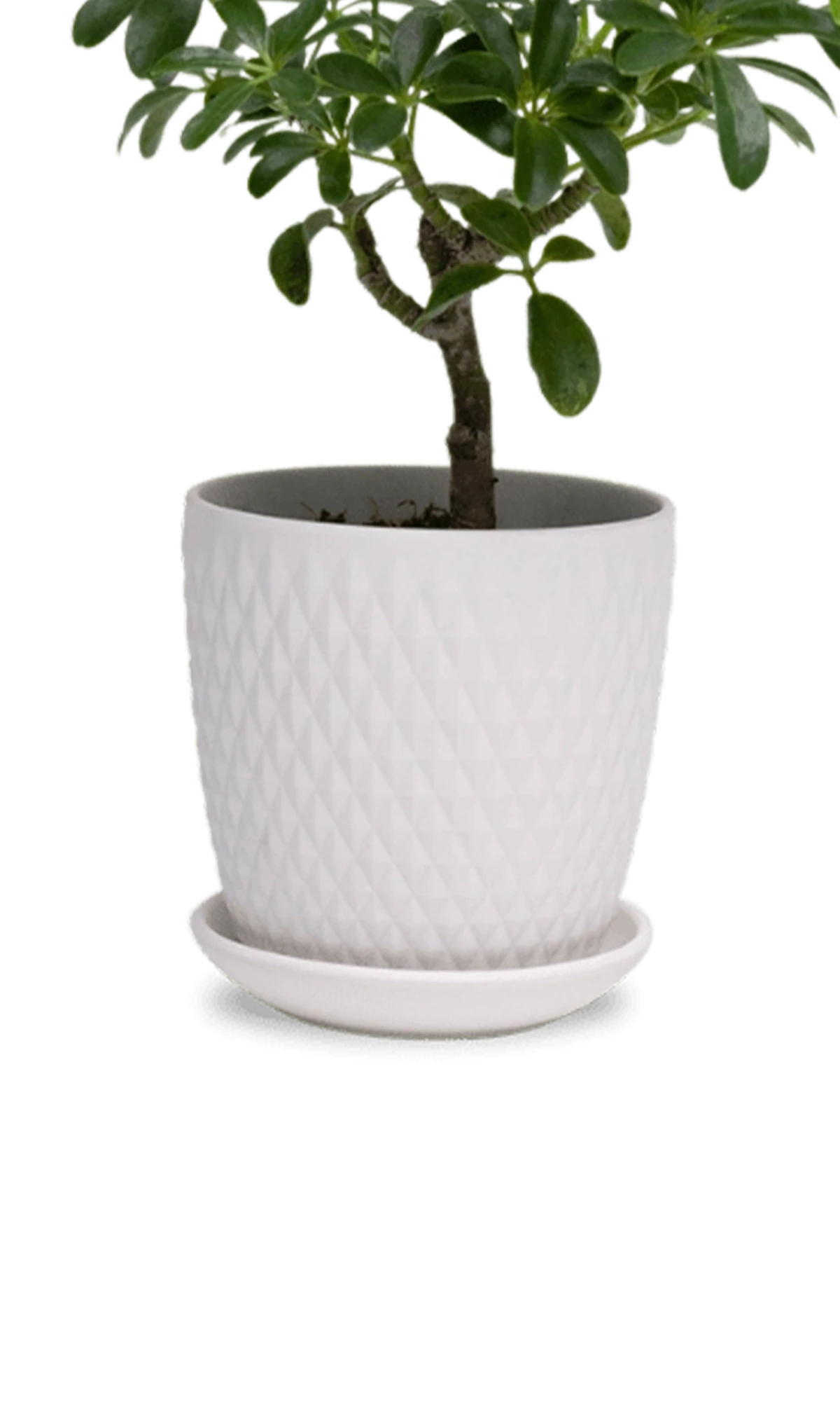 Two Chive Virago H white porcelain pots with drainage and saucers styled with a plant in size small and medium.