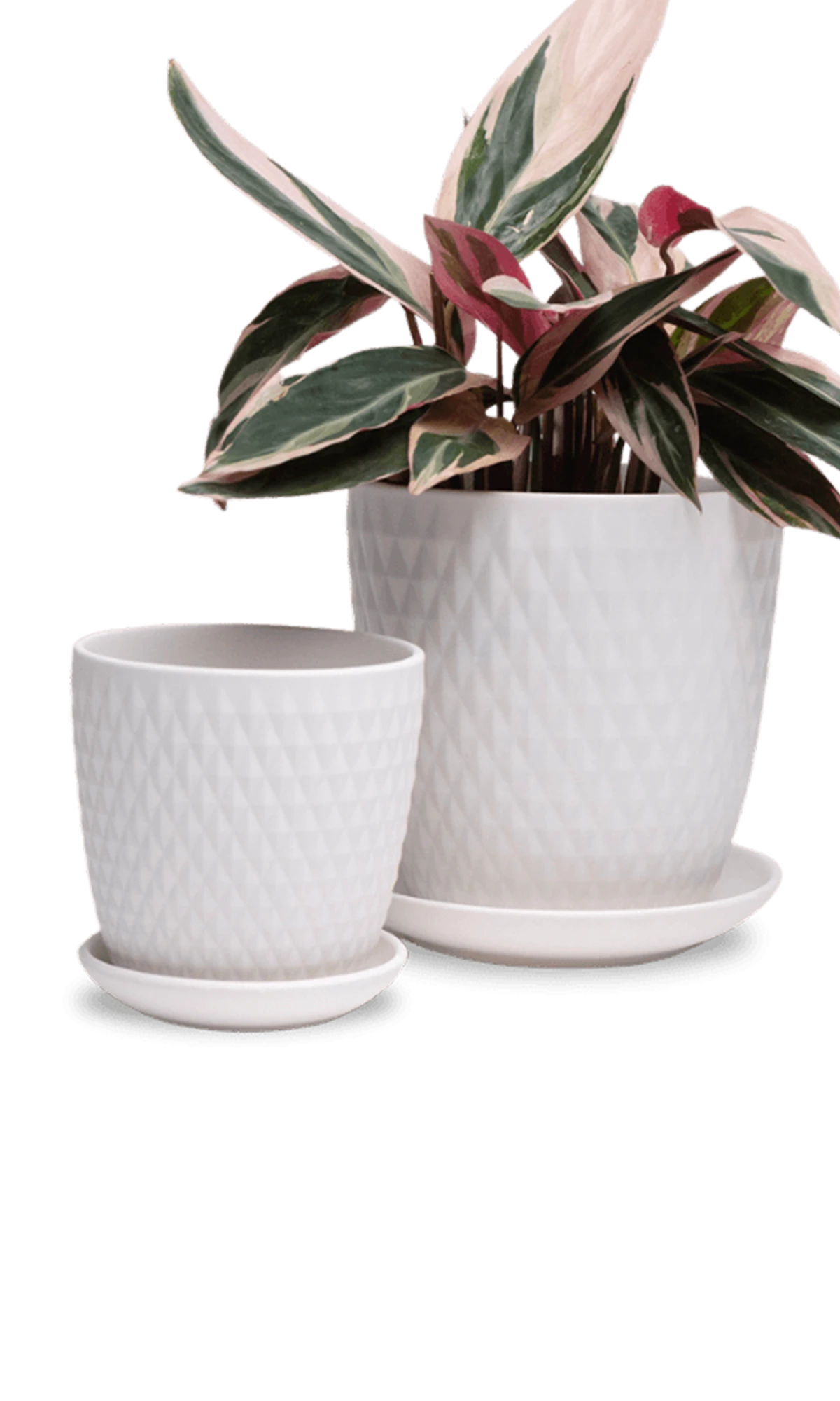 Two Chive Virago H white porcelain pots with drainage and saucers styled with a plant in size small and medium.