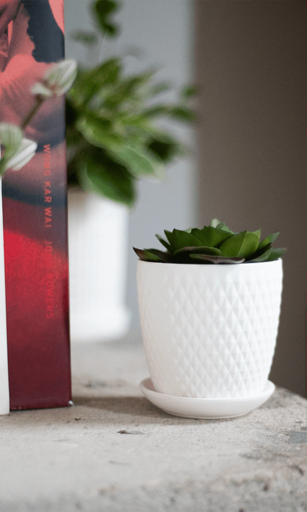Chive Virago H small white porcelain pot with drainage and saucer styled with a succulent, on a bookshelf indoor.