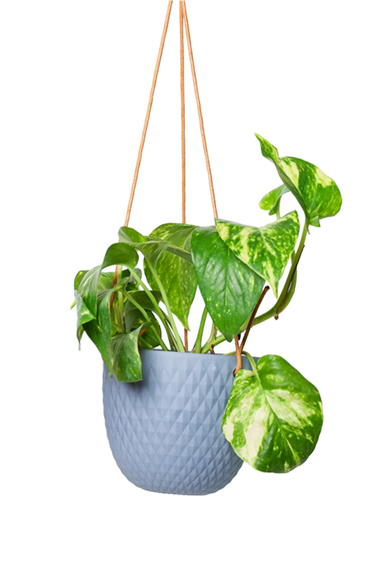 Chive Virago B blue grey ceramic hanging planter with no drainage styled with a plant.
