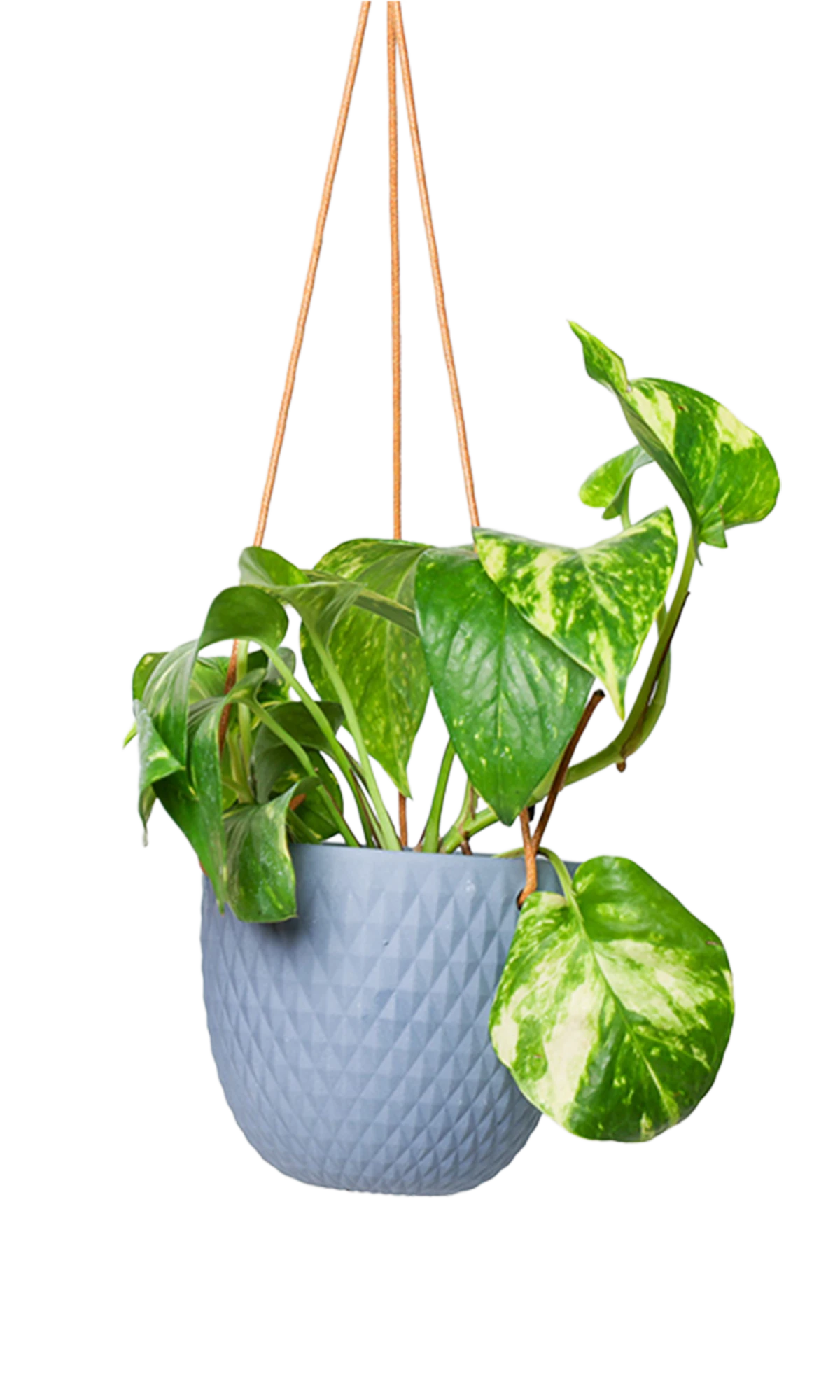 Chive Virago B blue grey ceramic hanging planter with no drainage styled with a plant.