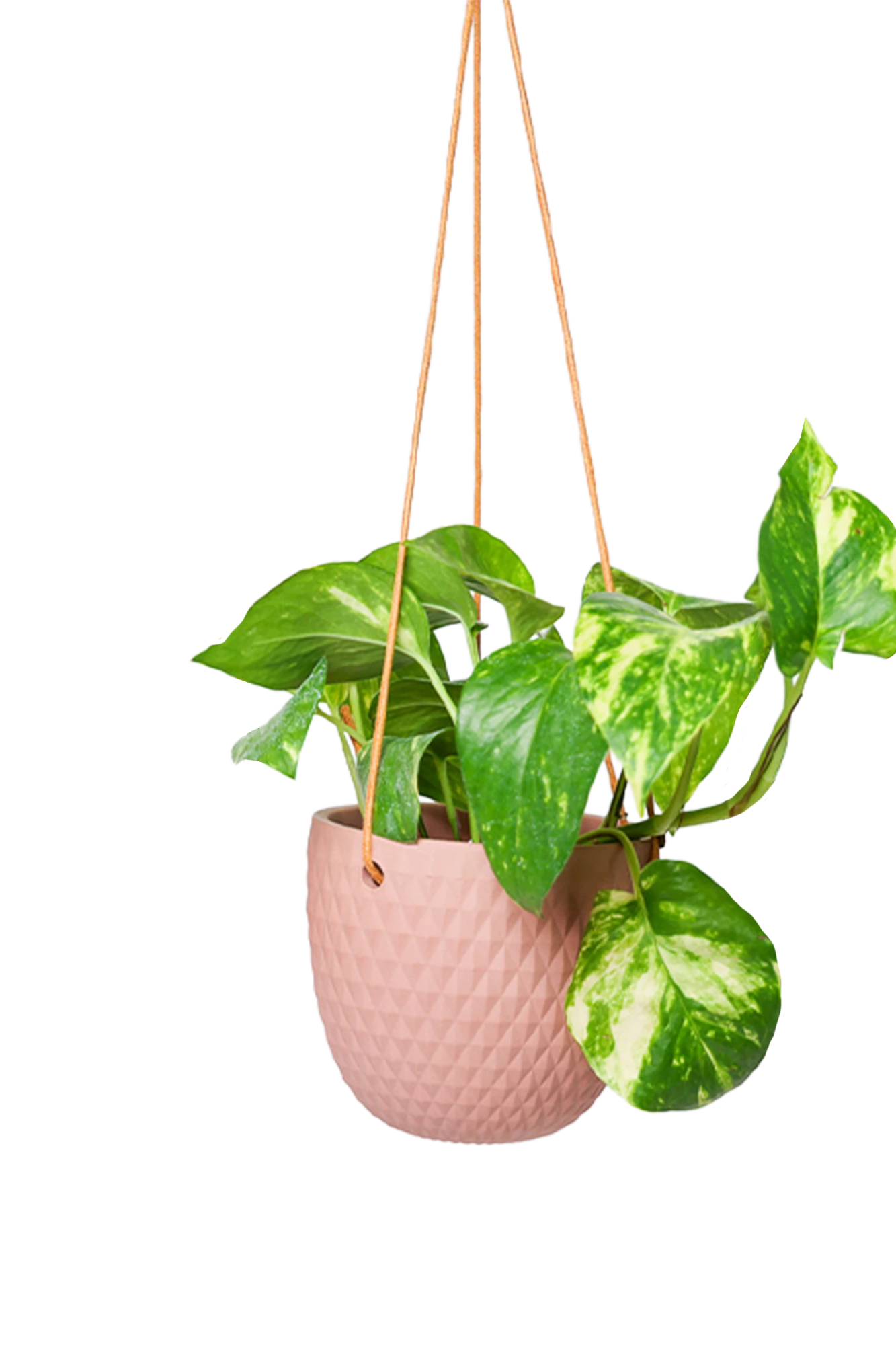 Chive Virago B clay terracotta ceramic hanging planter with no drainage styled with a plant.