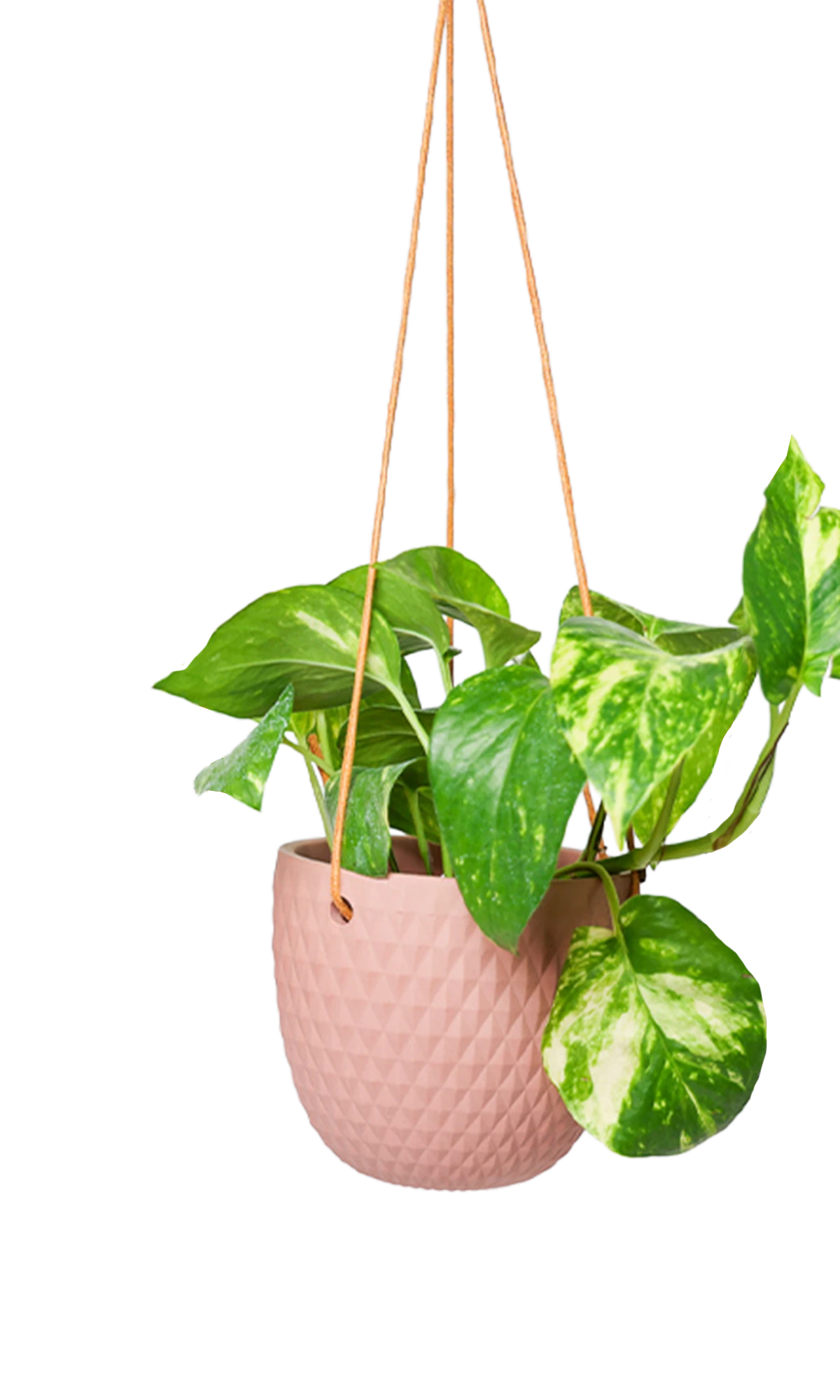 Chive Virago B clay terracotta ceramic hanging planter with no drainage styled with a plant.