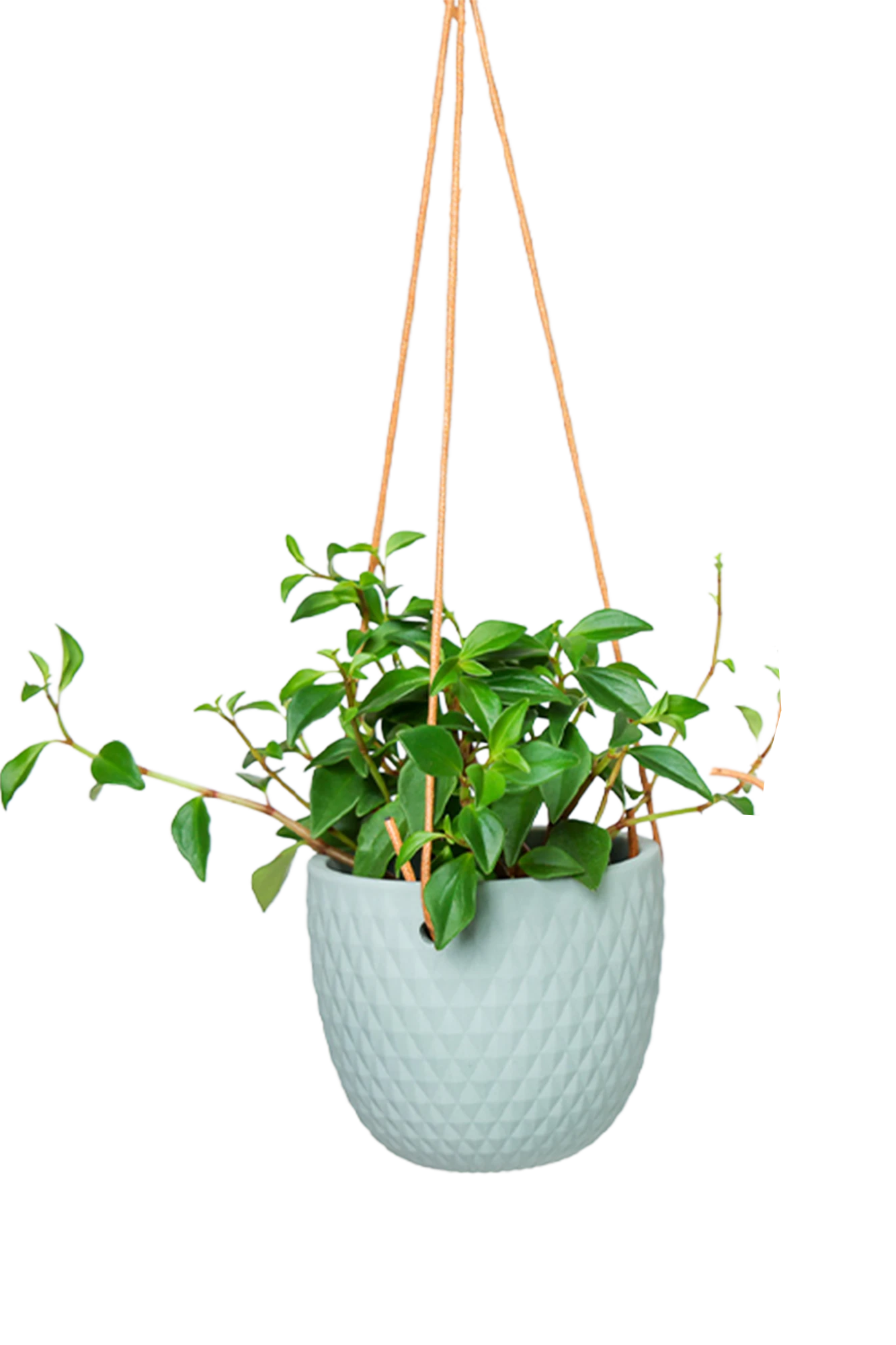 Chive Virago B peacock green ceramic hanging planter with no drainage styled with a plant.
