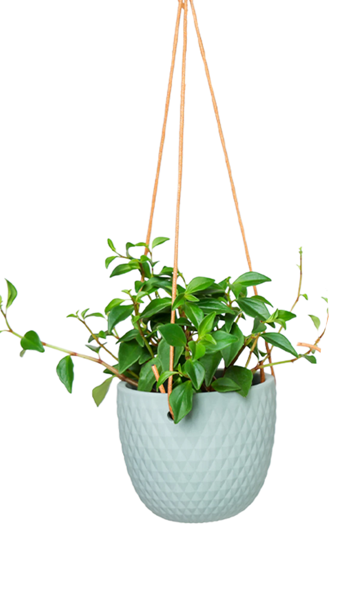 Chive Virago B peacock green ceramic hanging planter with no drainage styled with a plant.