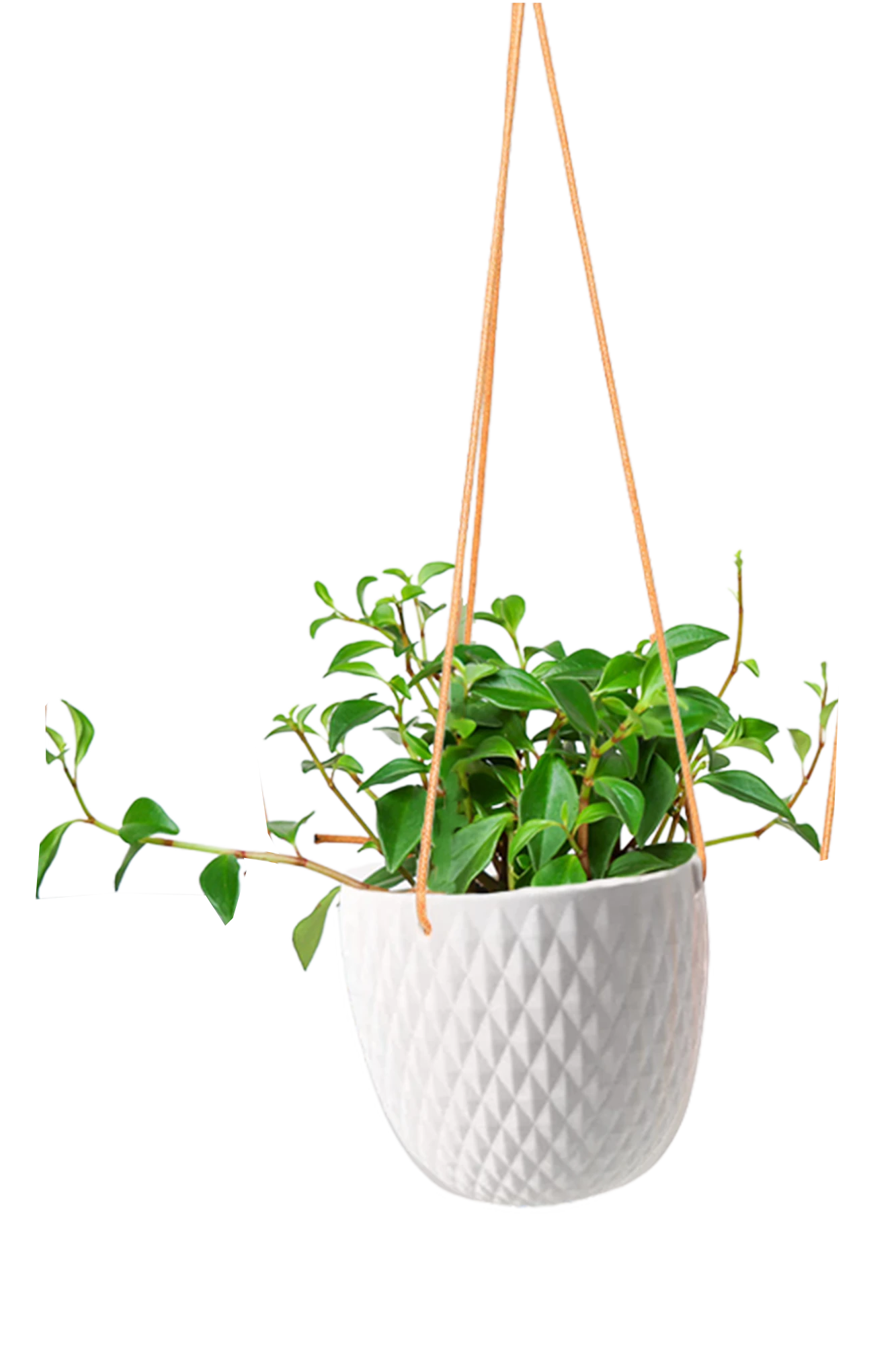 Chive Virago B white ceramic hanging planter with no drainage styled with a plant.
