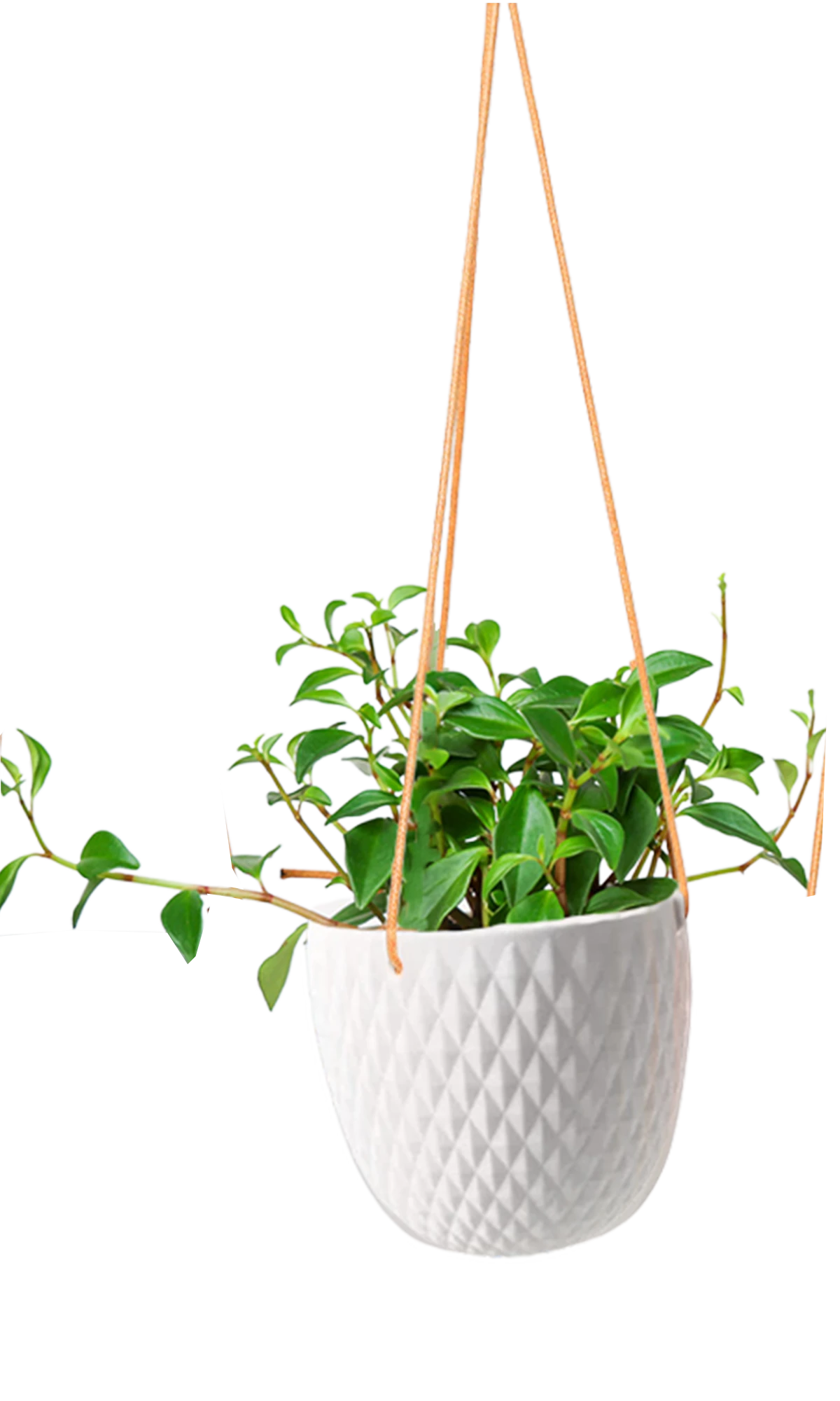 Chive Virago B white ceramic hanging planter with no drainage styled with a plant.
