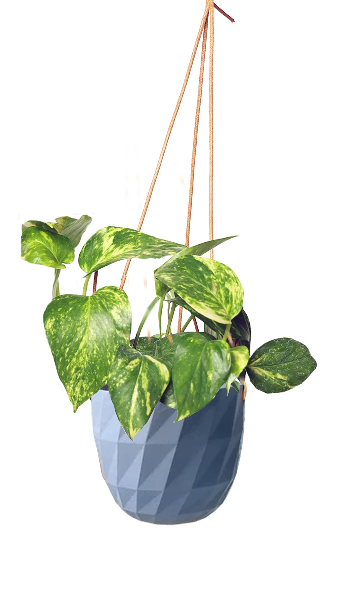Chive Virago E blue grey ceramic hanging planter styled with a plant.
