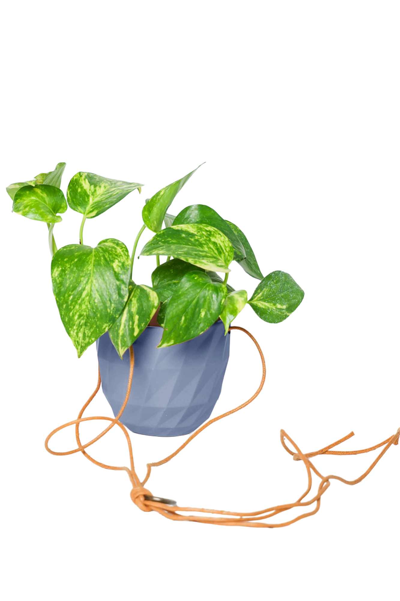 Chive Virago E blue grey ceramic hanging planter styled with a plant, with loose cords.