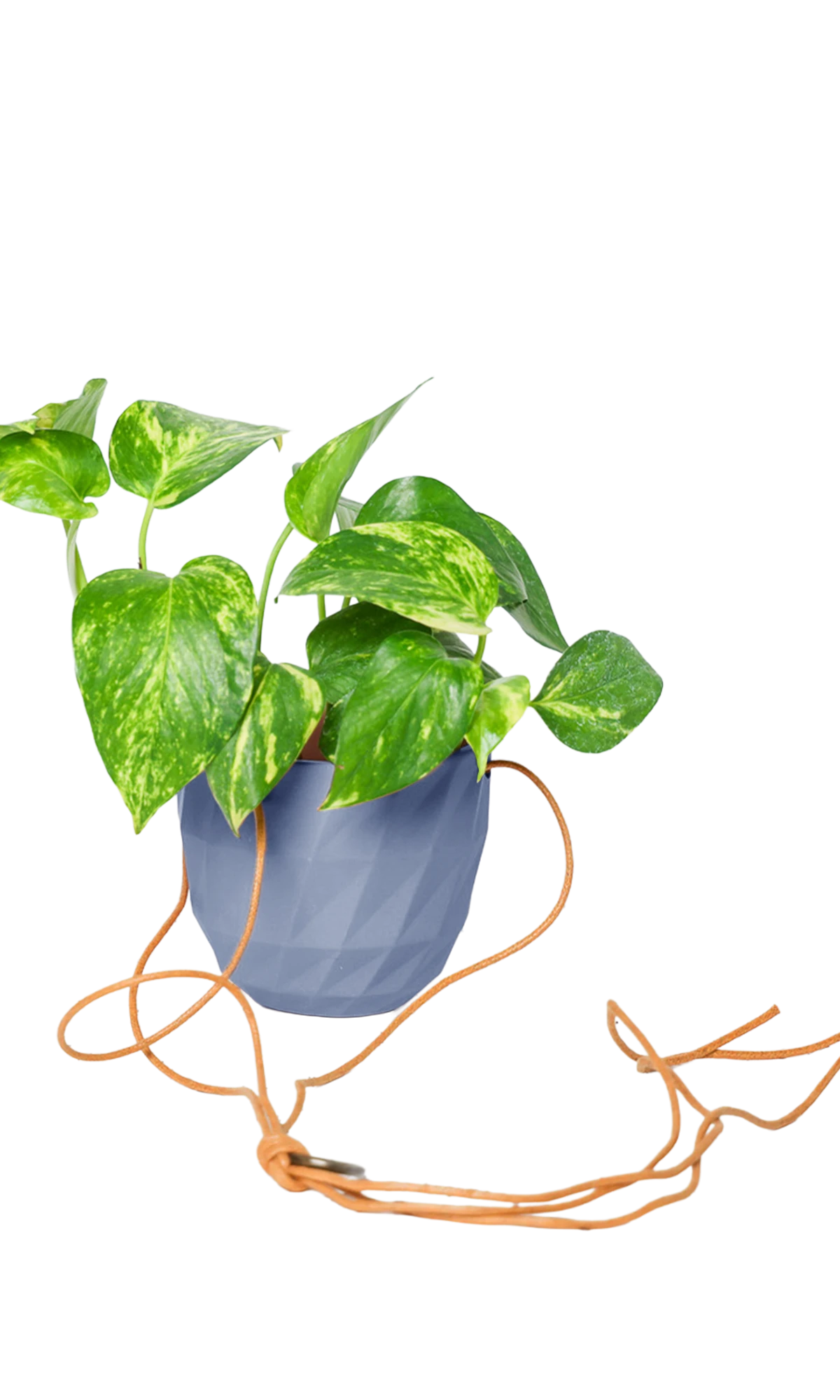 Chive Virago E blue grey ceramic hanging planter styled with a plant, with loose cords.