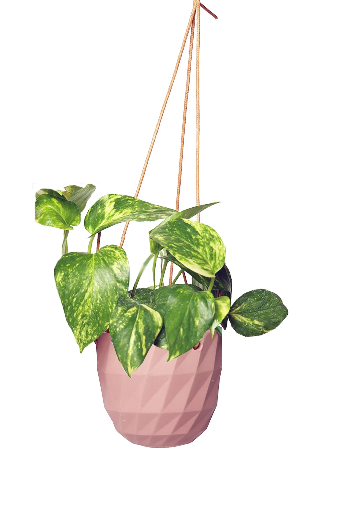 Chive Virago E clay terracotta ceramic hanging planter styled with a plant.
