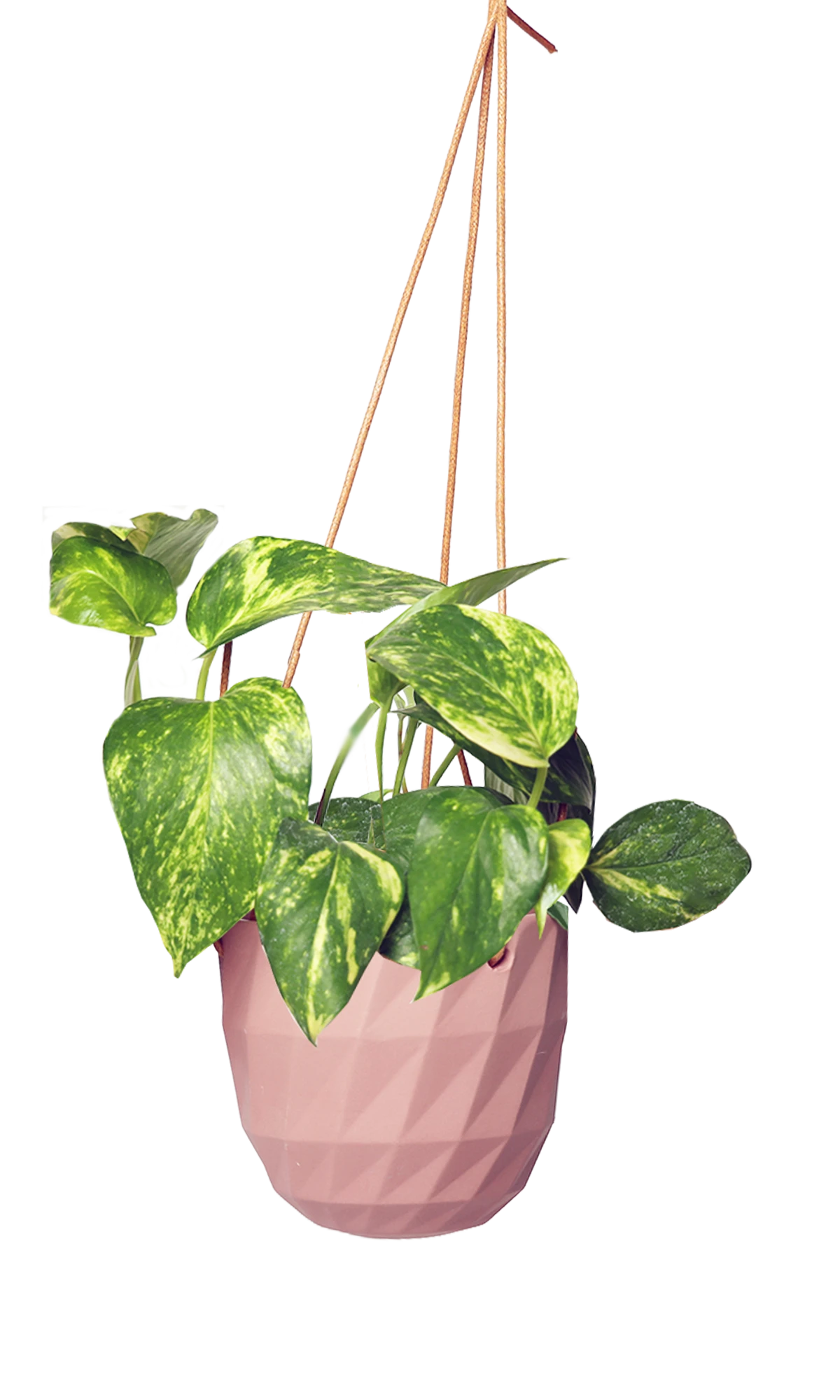 Chive Virago E clay terracotta ceramic hanging planter styled with a plant.