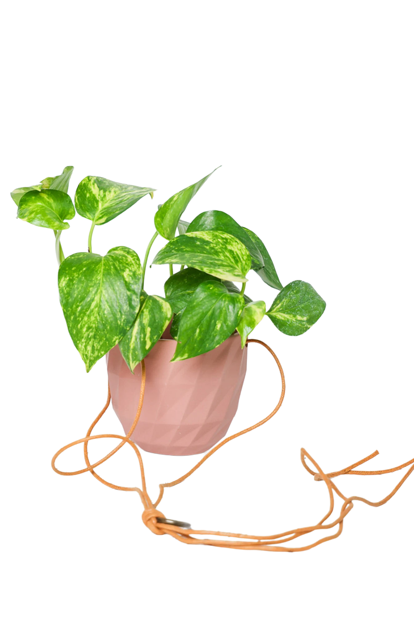 Chive Virago E clay terracotta ceramic hanging planter styled with a plant, with loose cords.
