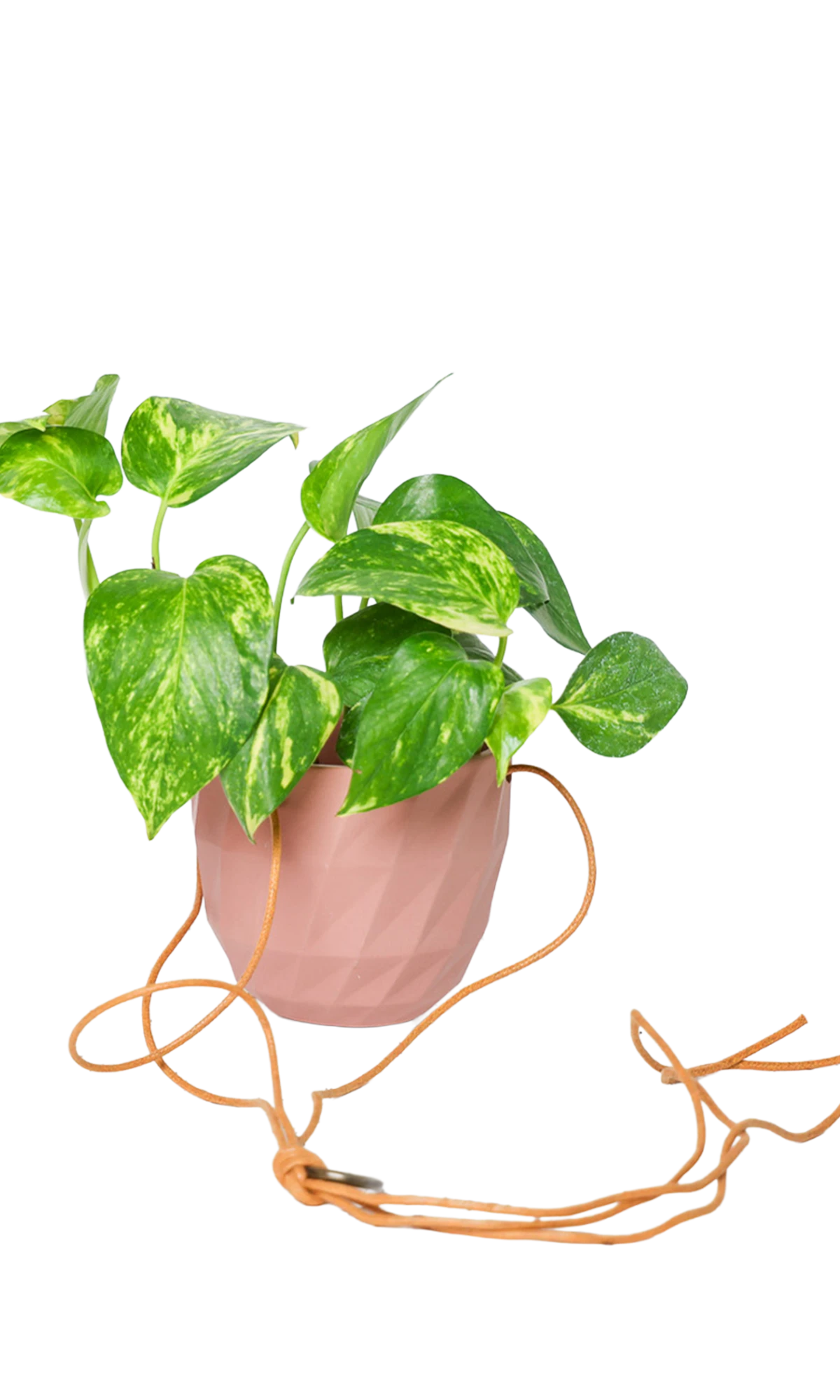 Chive Virago E clay terracotta ceramic hanging planter styled with a plant, with loose cords.