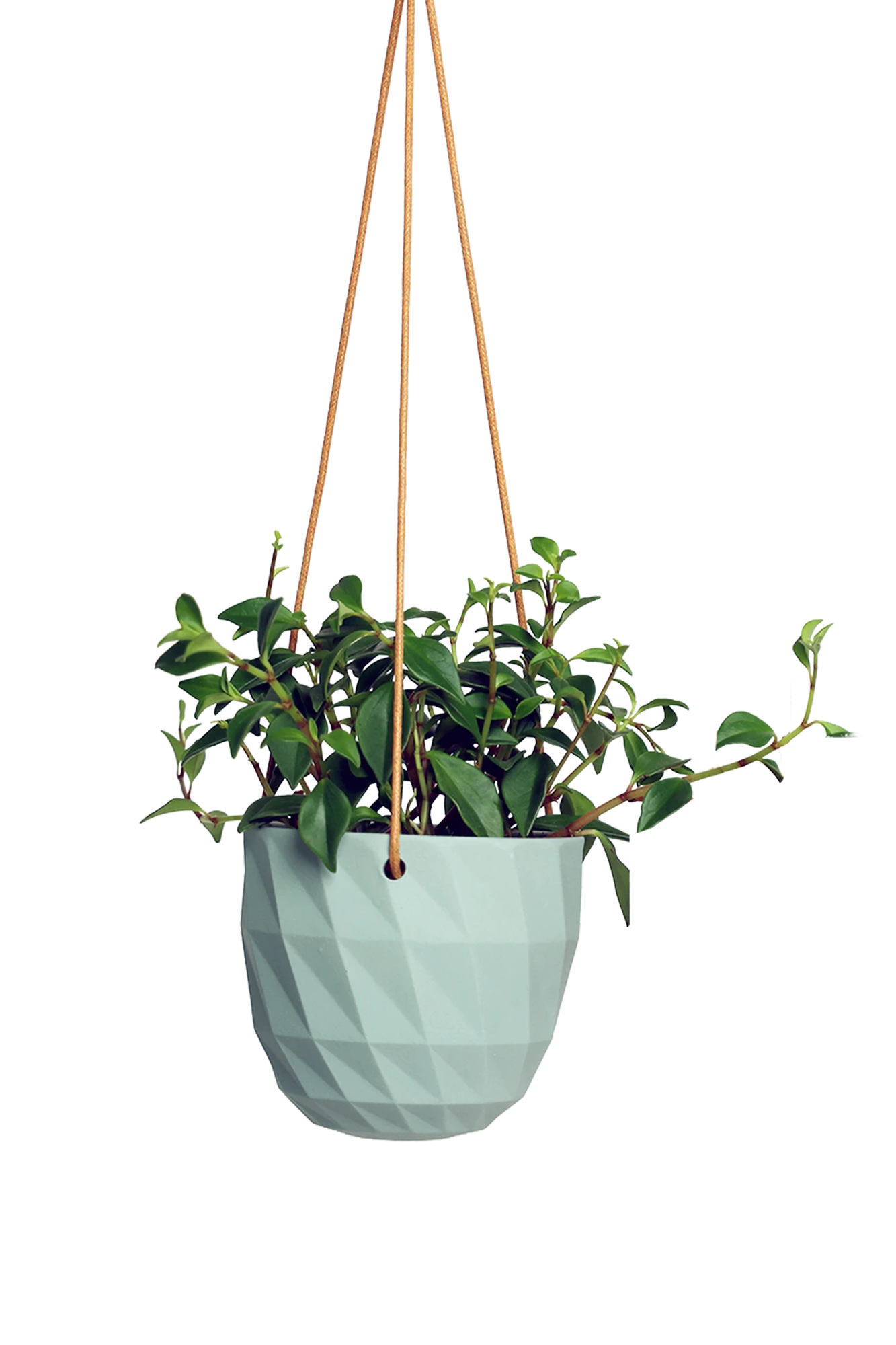 Chive Virago E peacock green ceramic hanging planter styled with a plant.