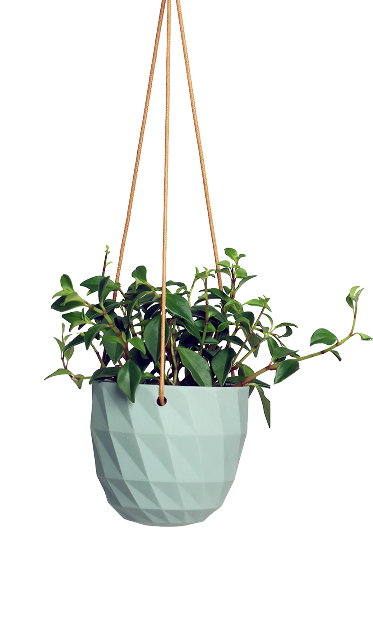 Chive Virago E peacock green ceramic hanging planter styled with a plant.