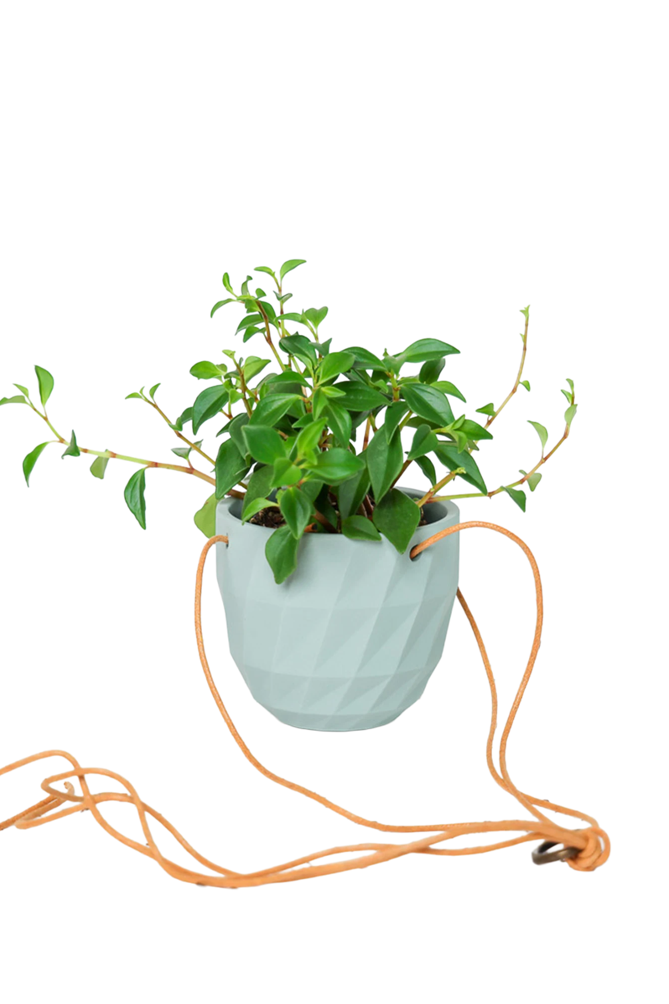 Chive Virago E peacock green ceramic hanging planter styled with a plant, with loose cords.