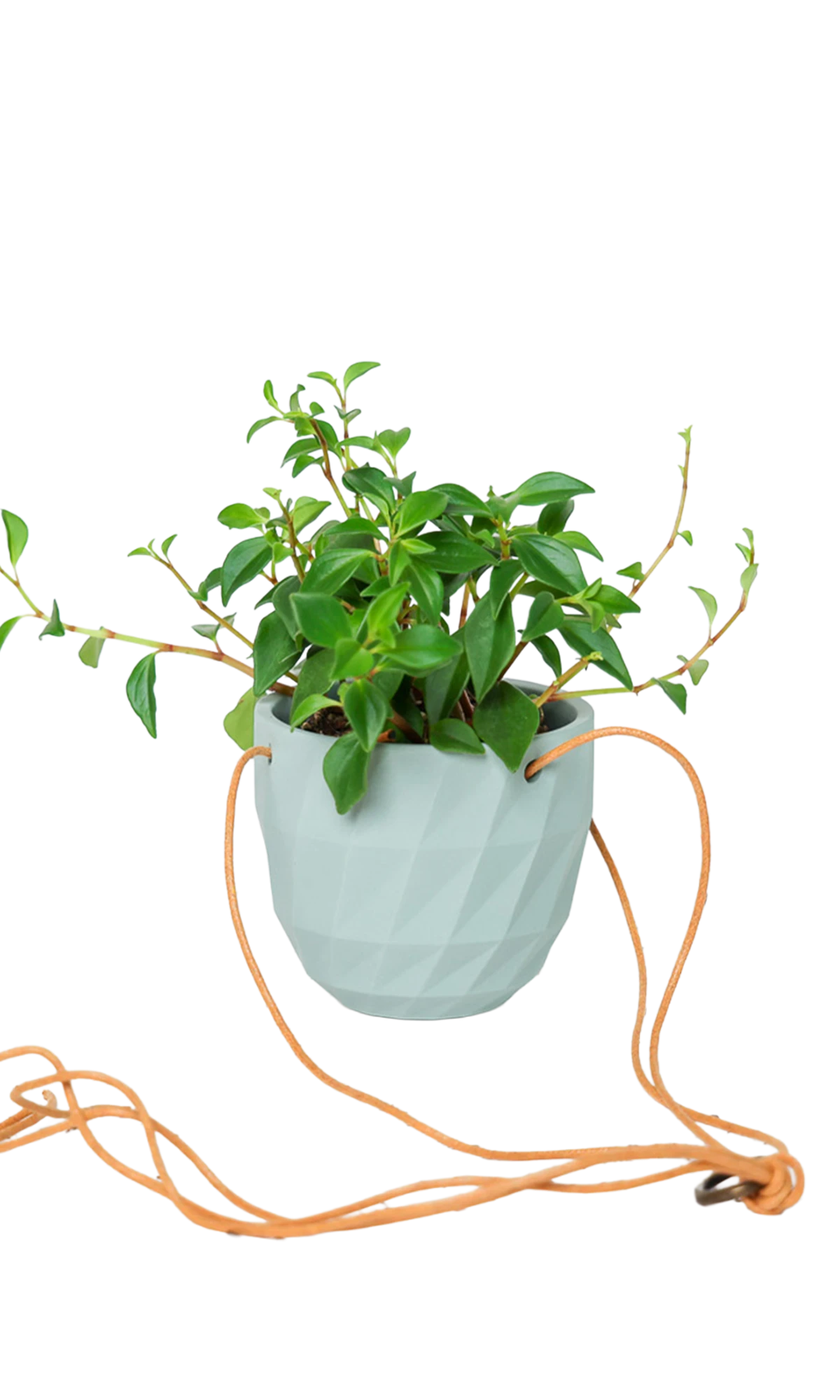 Chive Virago E peacock green ceramic hanging planter styled with a plant, with loose cords.