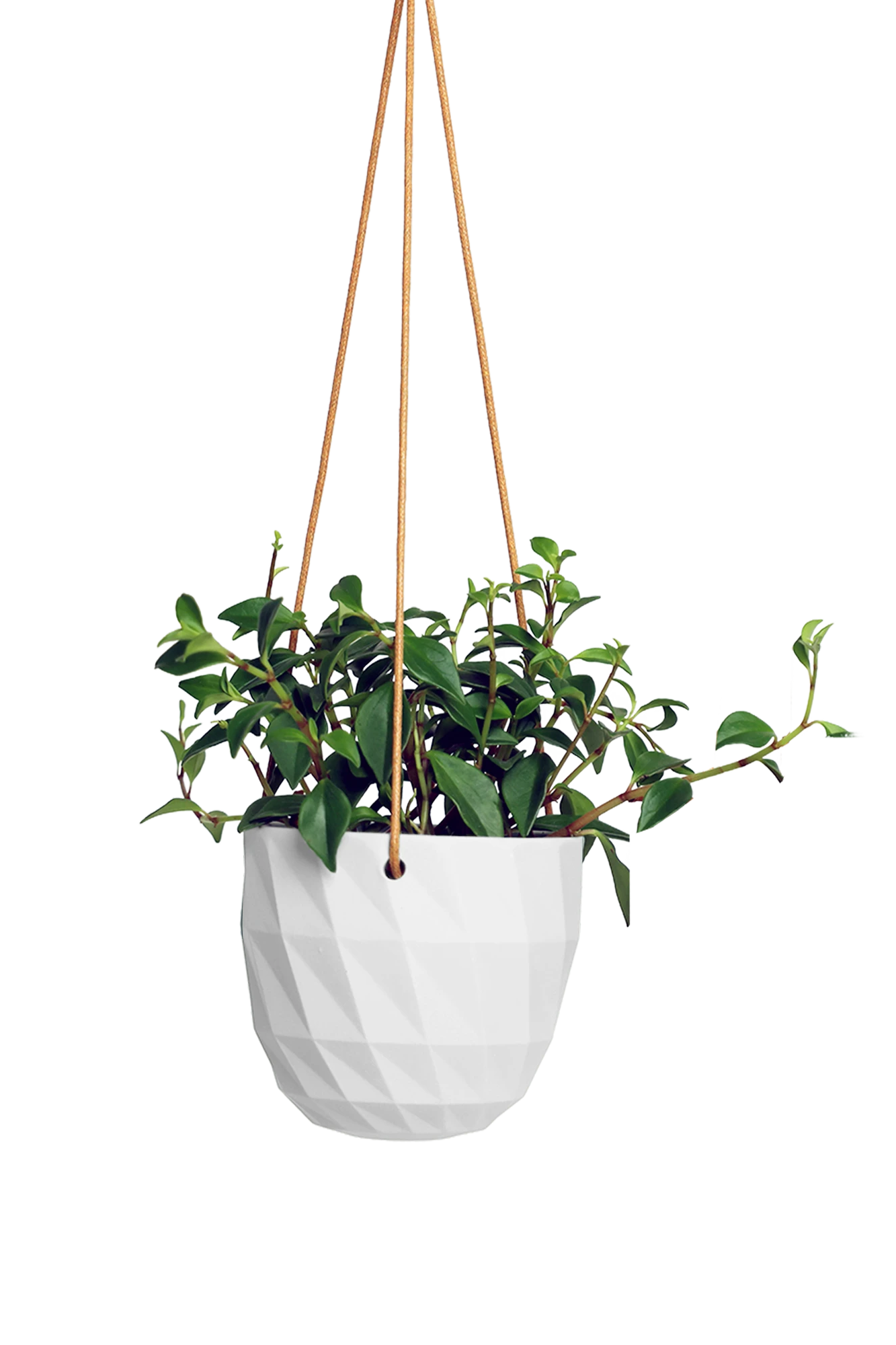 Chive Virago E white ceramic hanging planter styled with a plant.