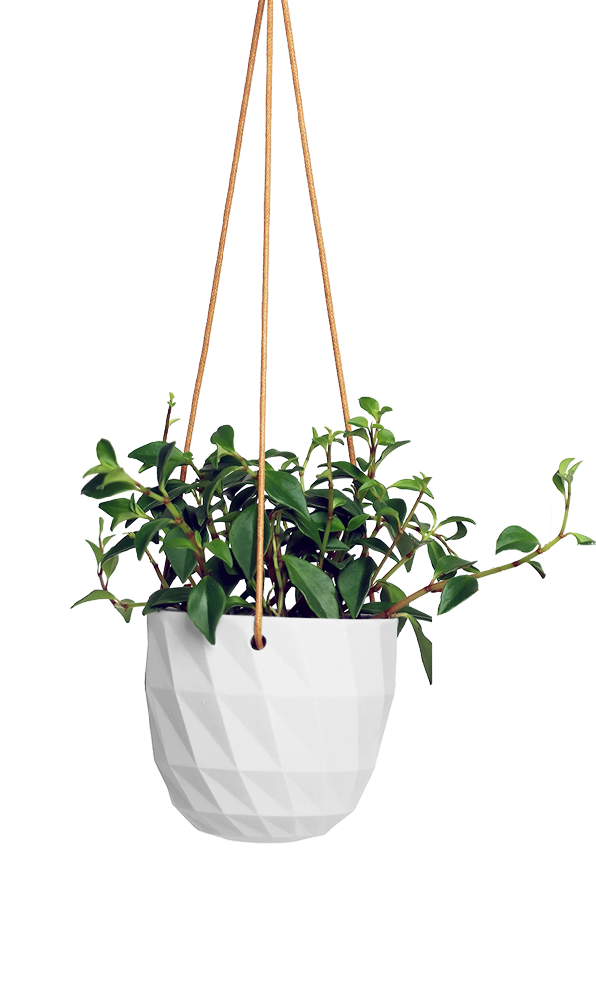 Chive Virago E white ceramic hanging planter styled with a plant.