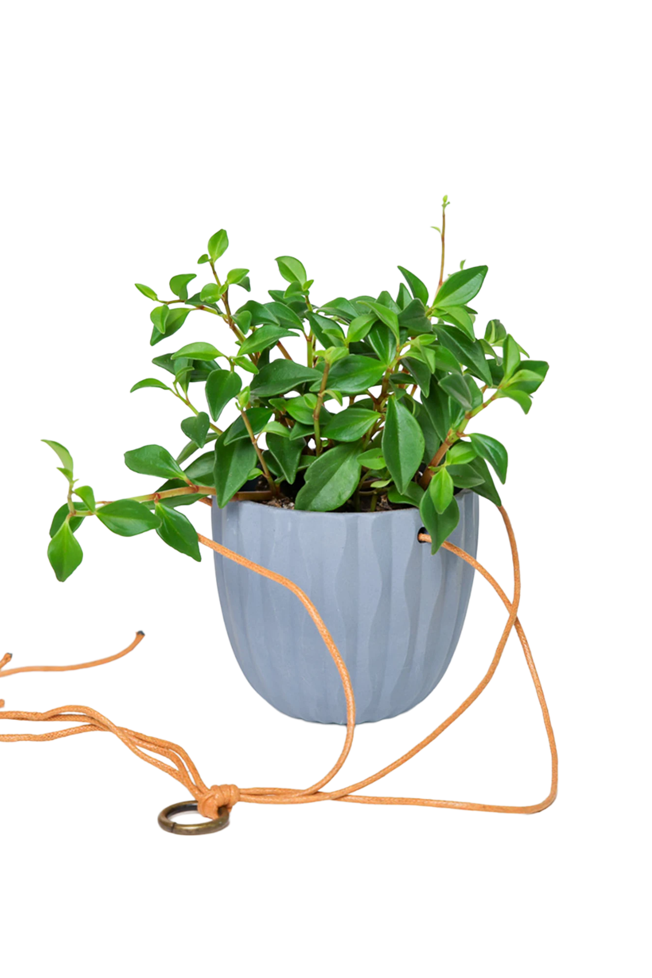 Chive Virago G blue grey ceramic hanging planter styled with a plant, with loose cords.