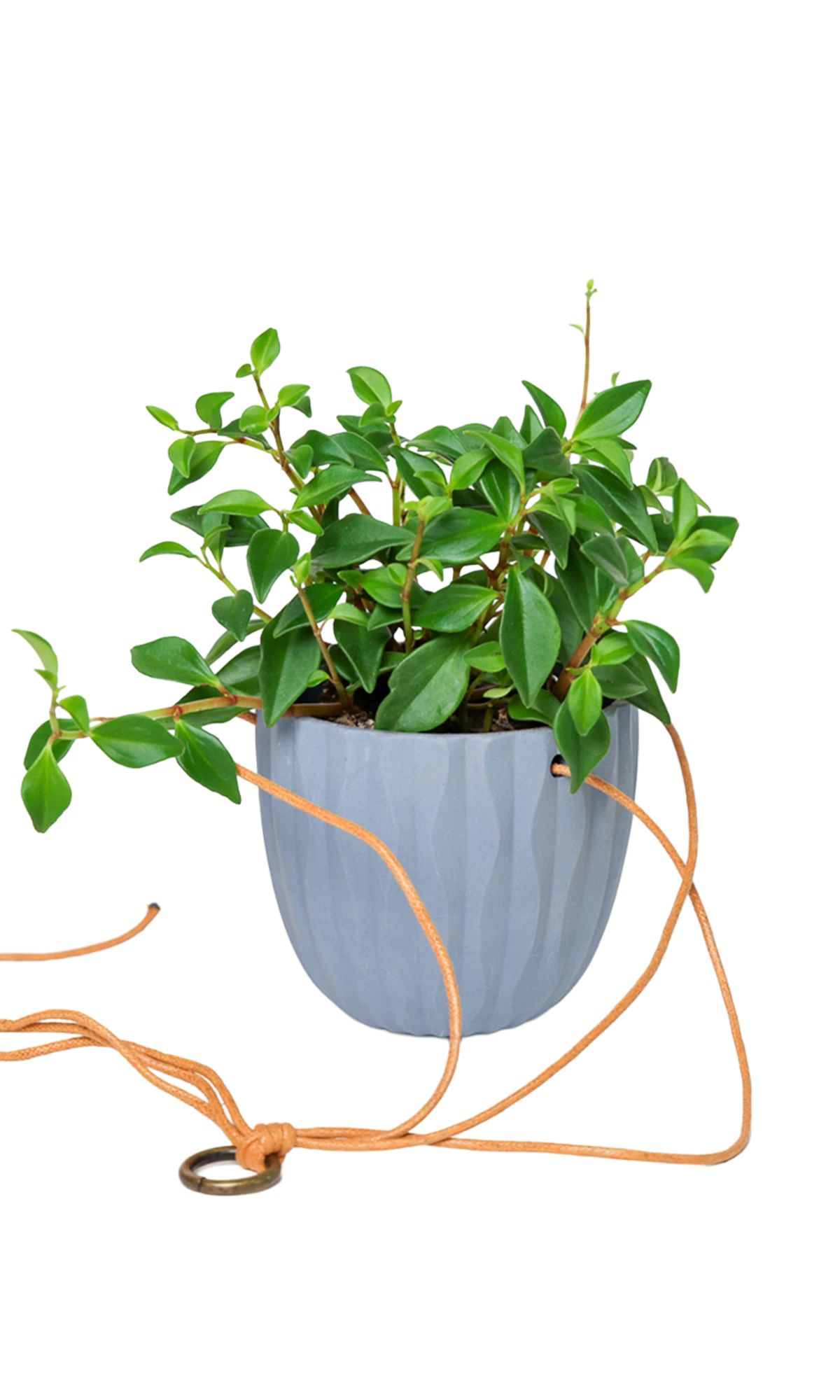 Chive Virago G blue grey ceramic hanging planter styled with a plant, with loose cords.