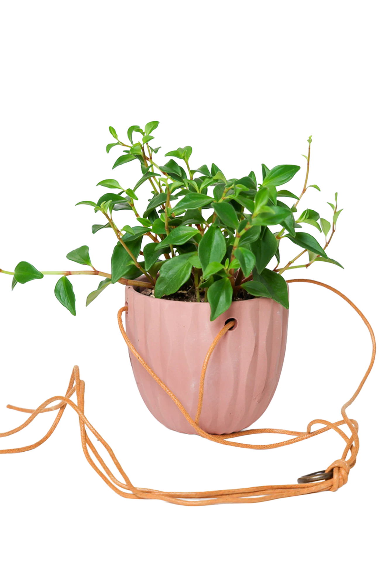 Chive Virago G clay terracotta ceramic hanging planter styled with a plant, with loose cords.
