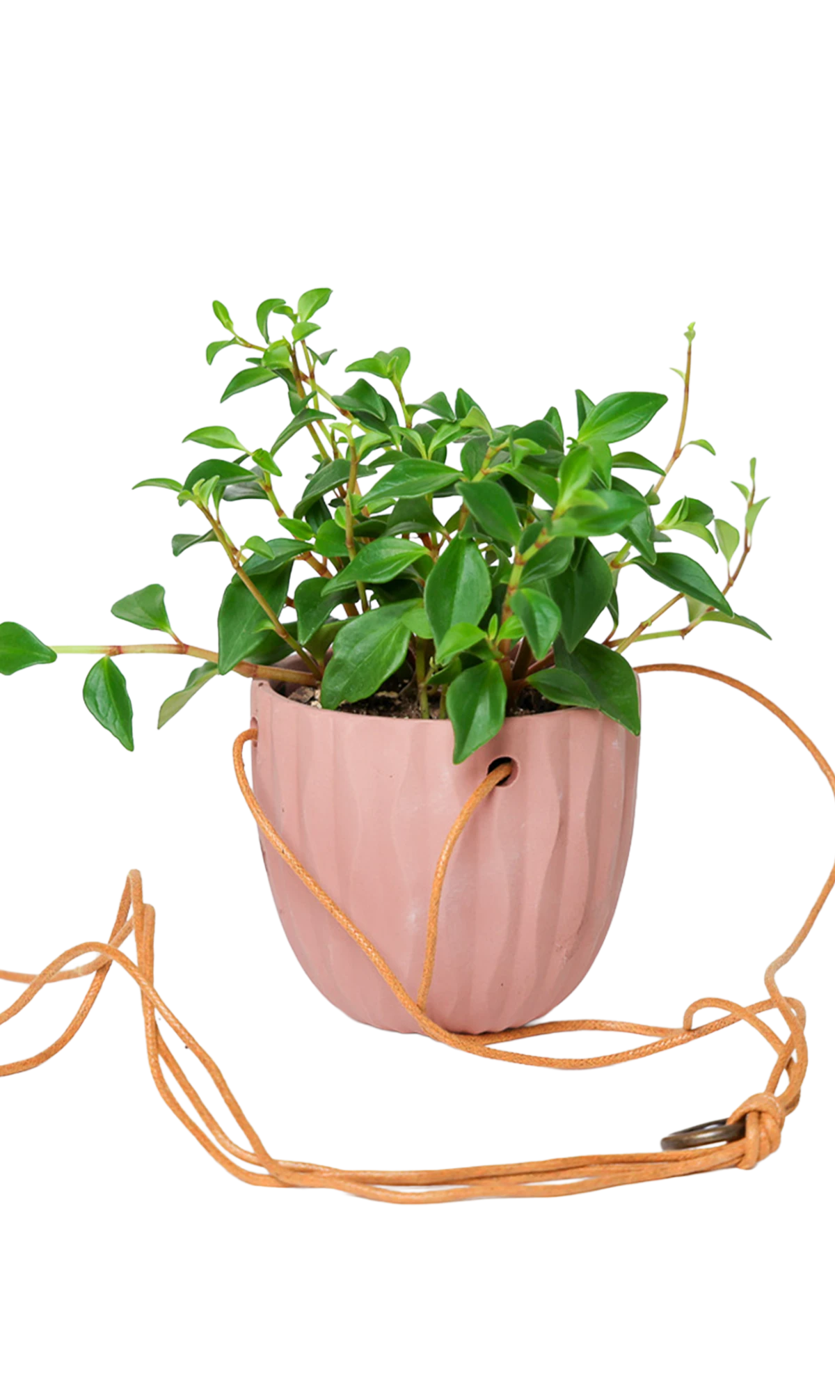 Chive Virago G clay terracotta ceramic hanging planter styled with a plant, with loose cords.