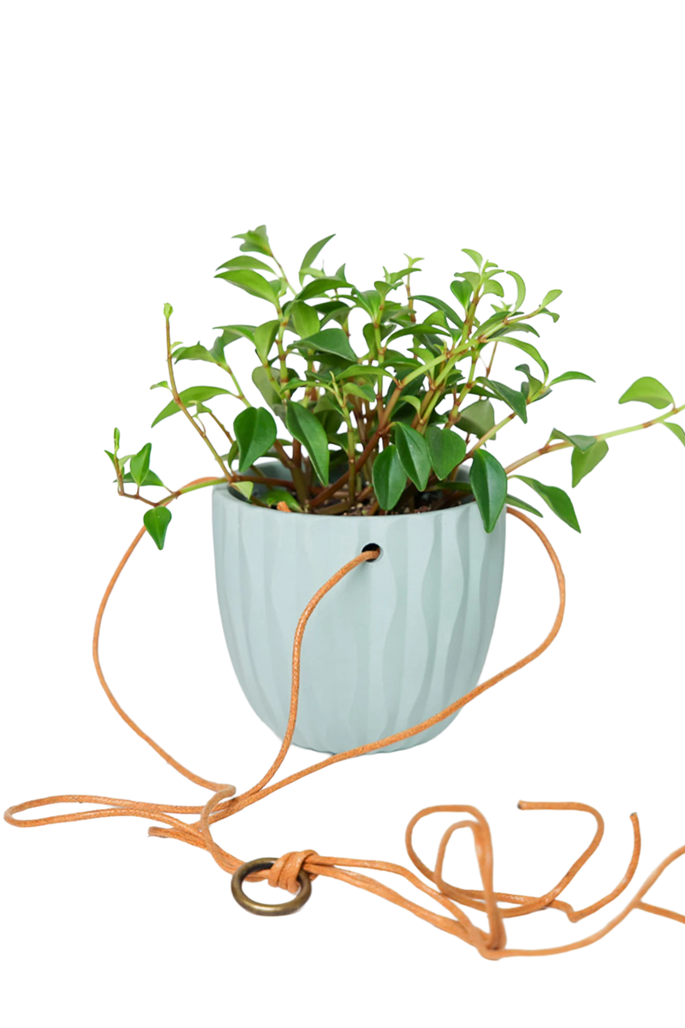 Chive Virago G peacock green ceramic hanging planter styled with a plant, with loose cords.