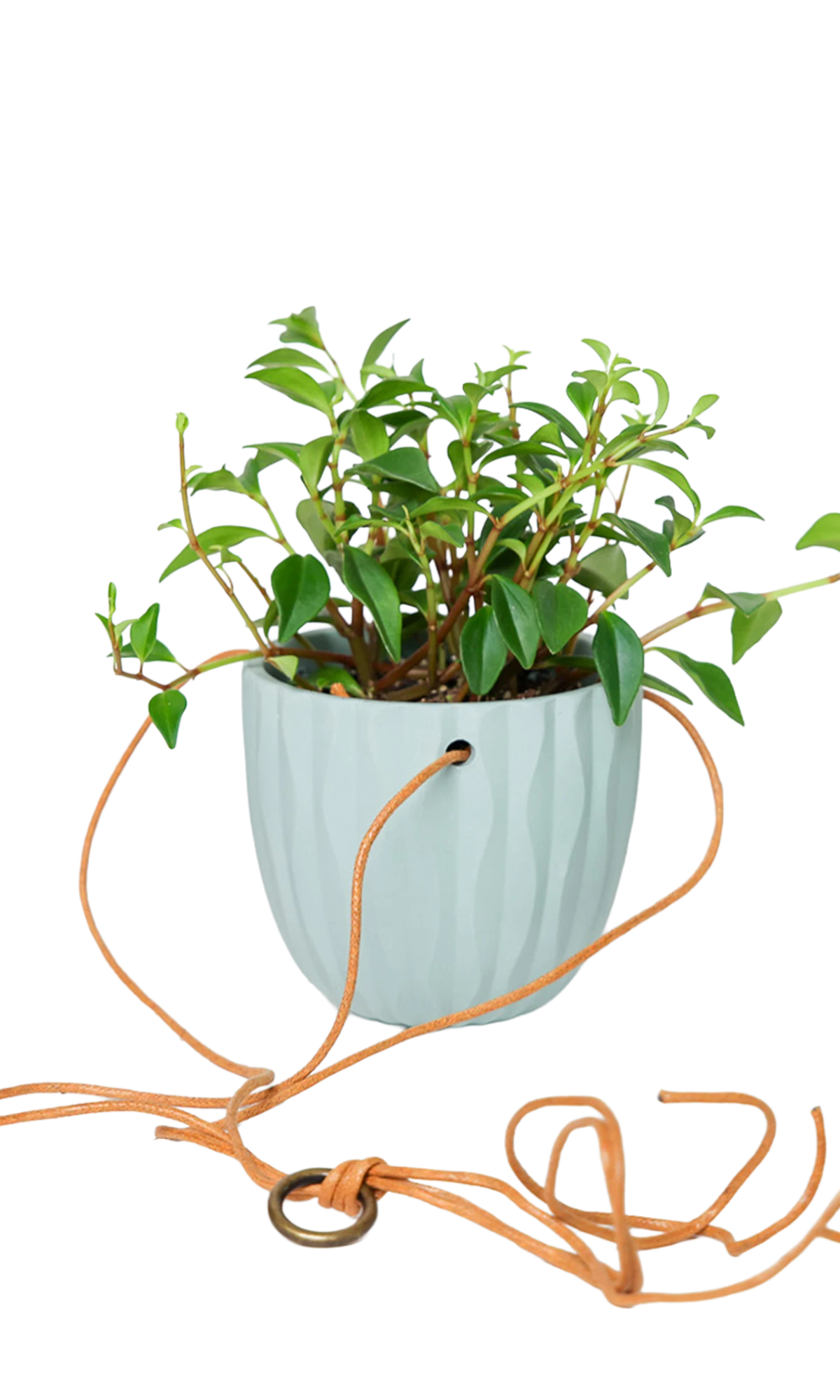 Chive Virago G peacock green ceramic hanging planter styled with a plant, with loose cords.
