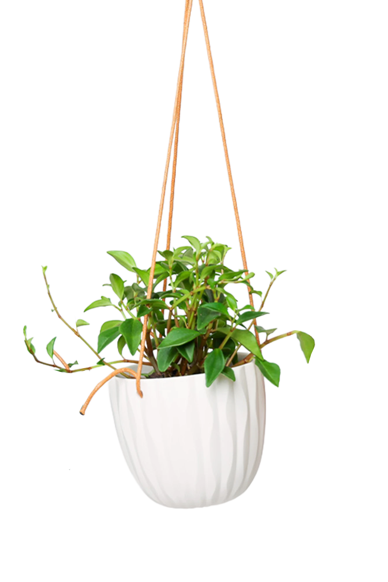 Chive Virago G white ceramic hanging planter styled with a plant.