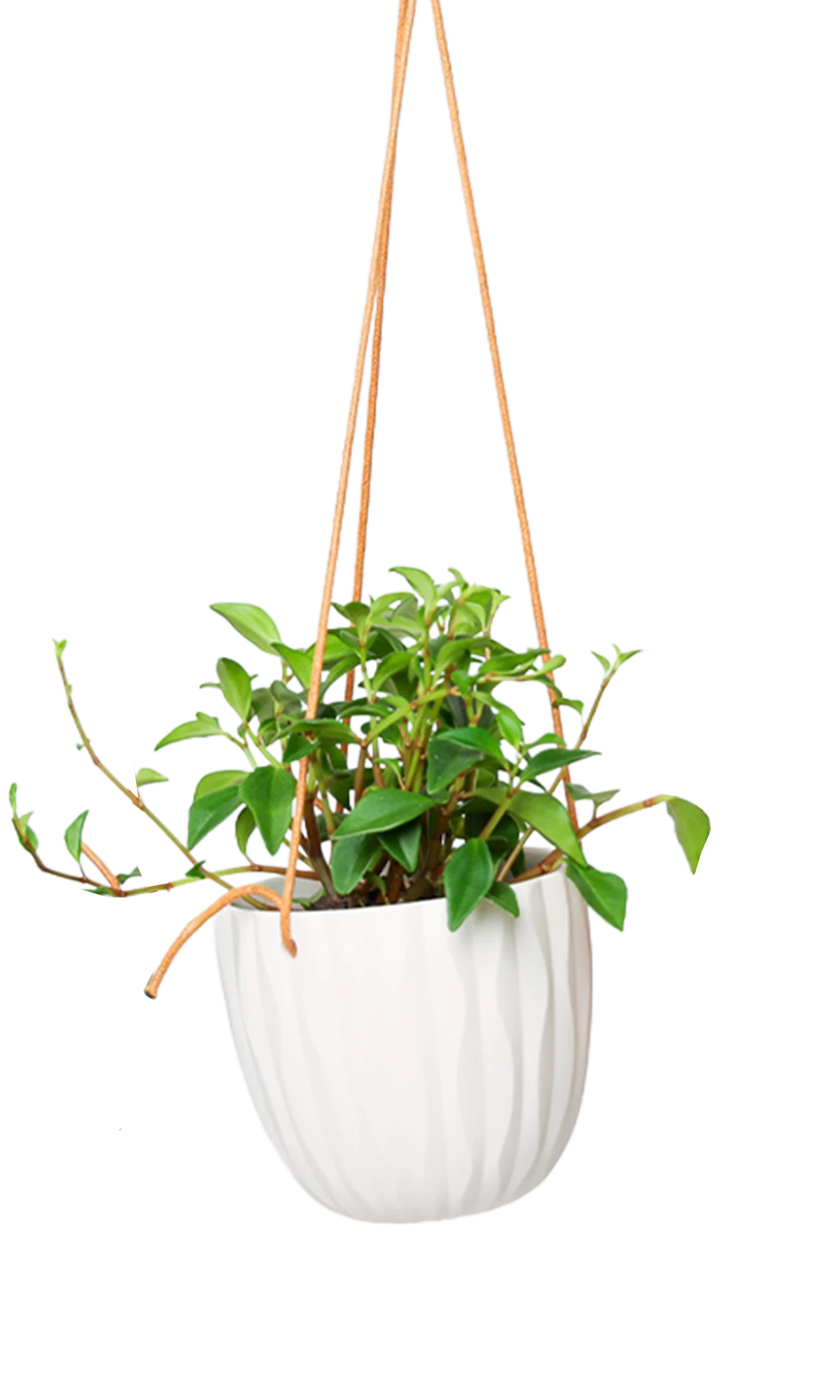 Chive Virago G white ceramic hanging planter styled with a plant.