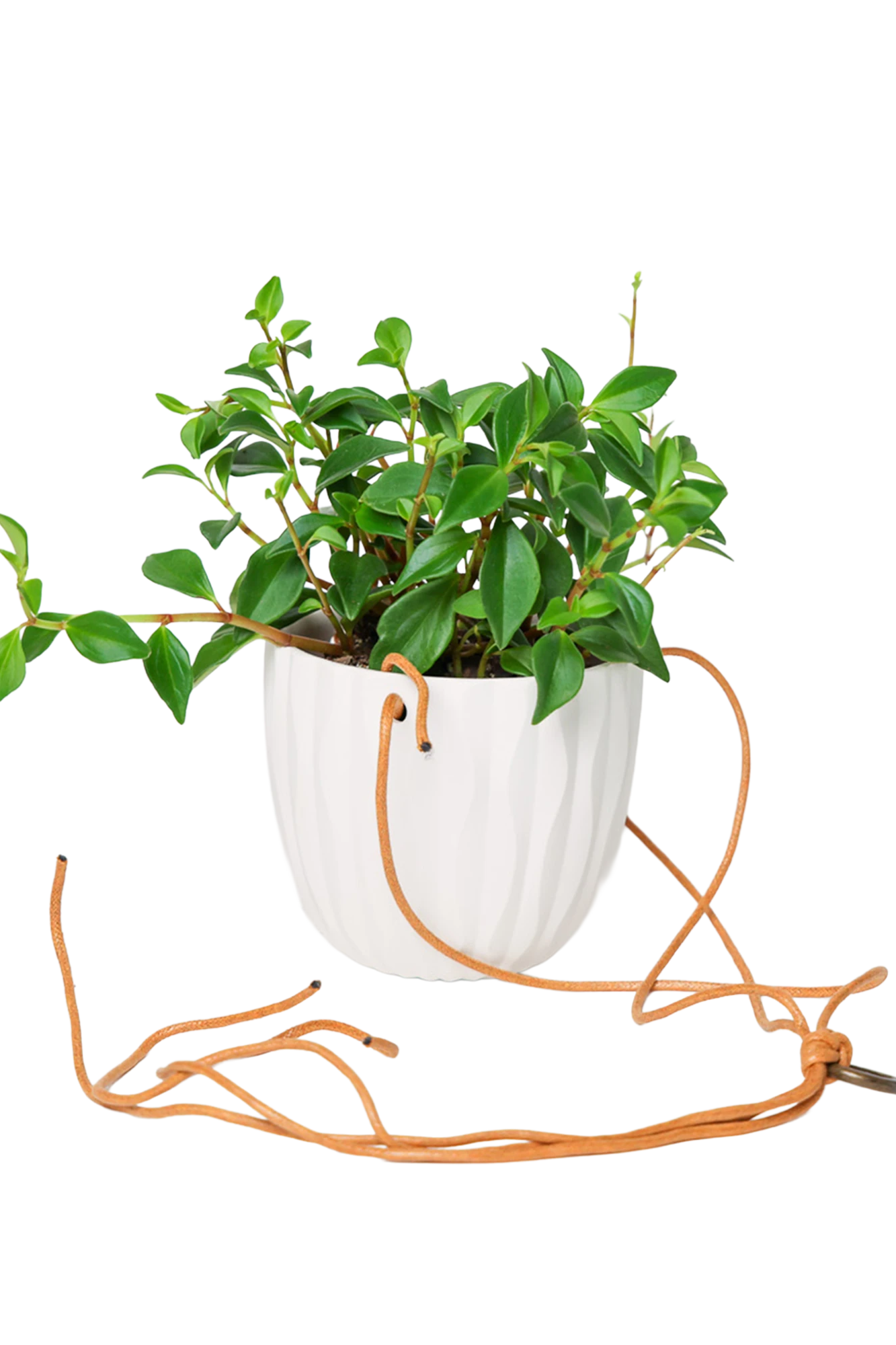Chive Virago G white ceramic hanging planter styled with a plant, with loose cords.
