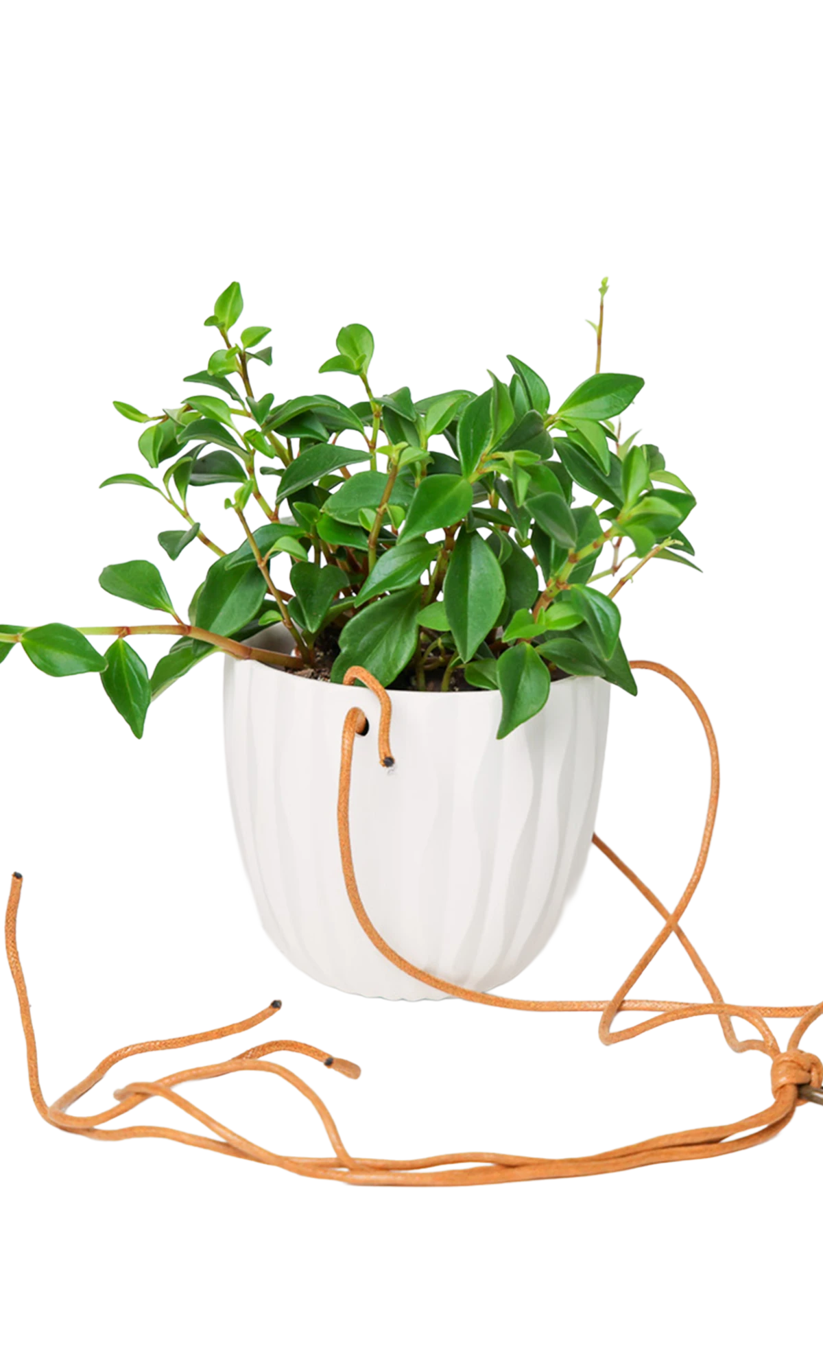 Chive Virago G white ceramic hanging planter styled with a plant, with loose cords.