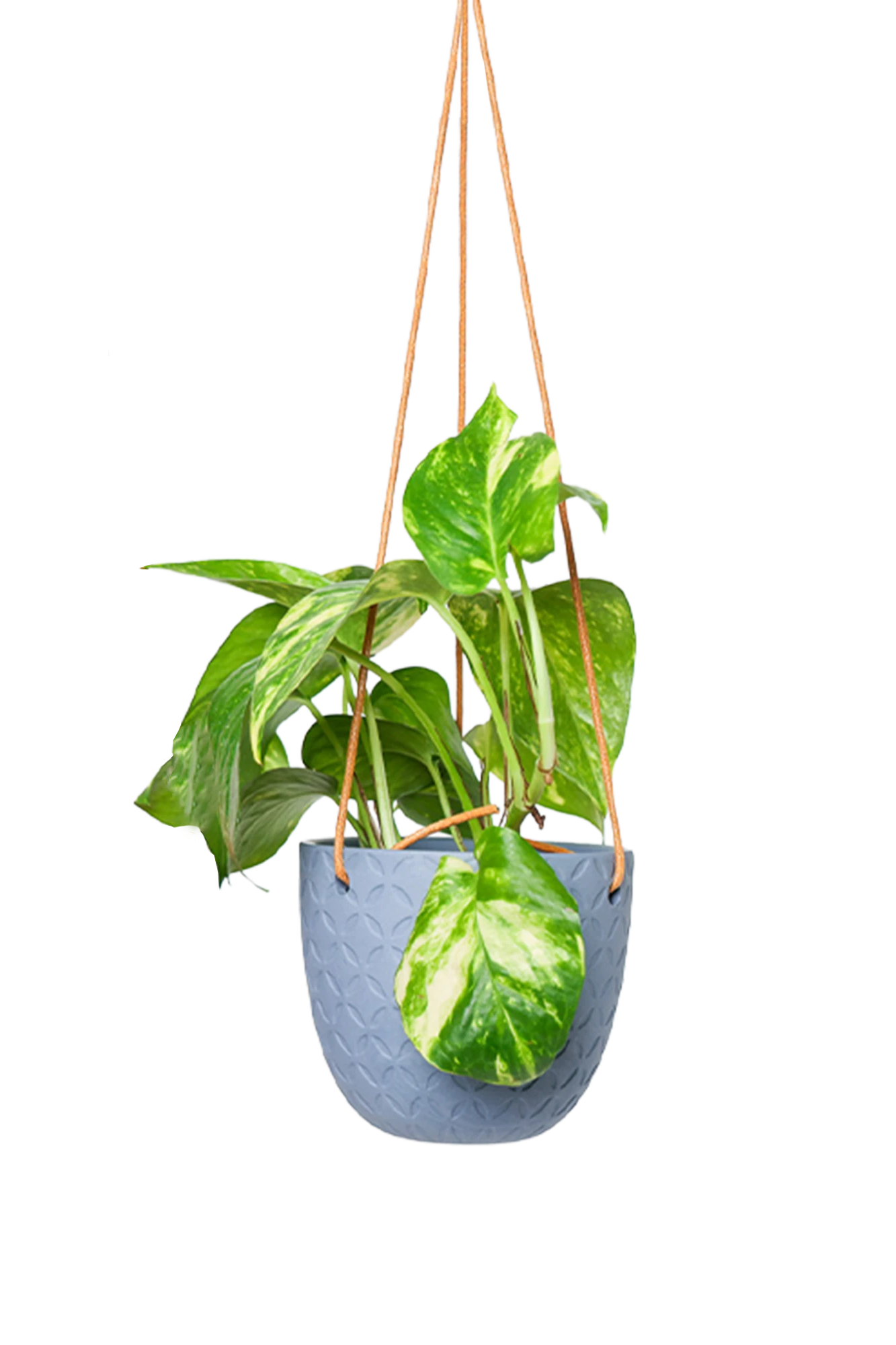 Chive Virago H blue grey ceramic hanging planter styled with a plant.