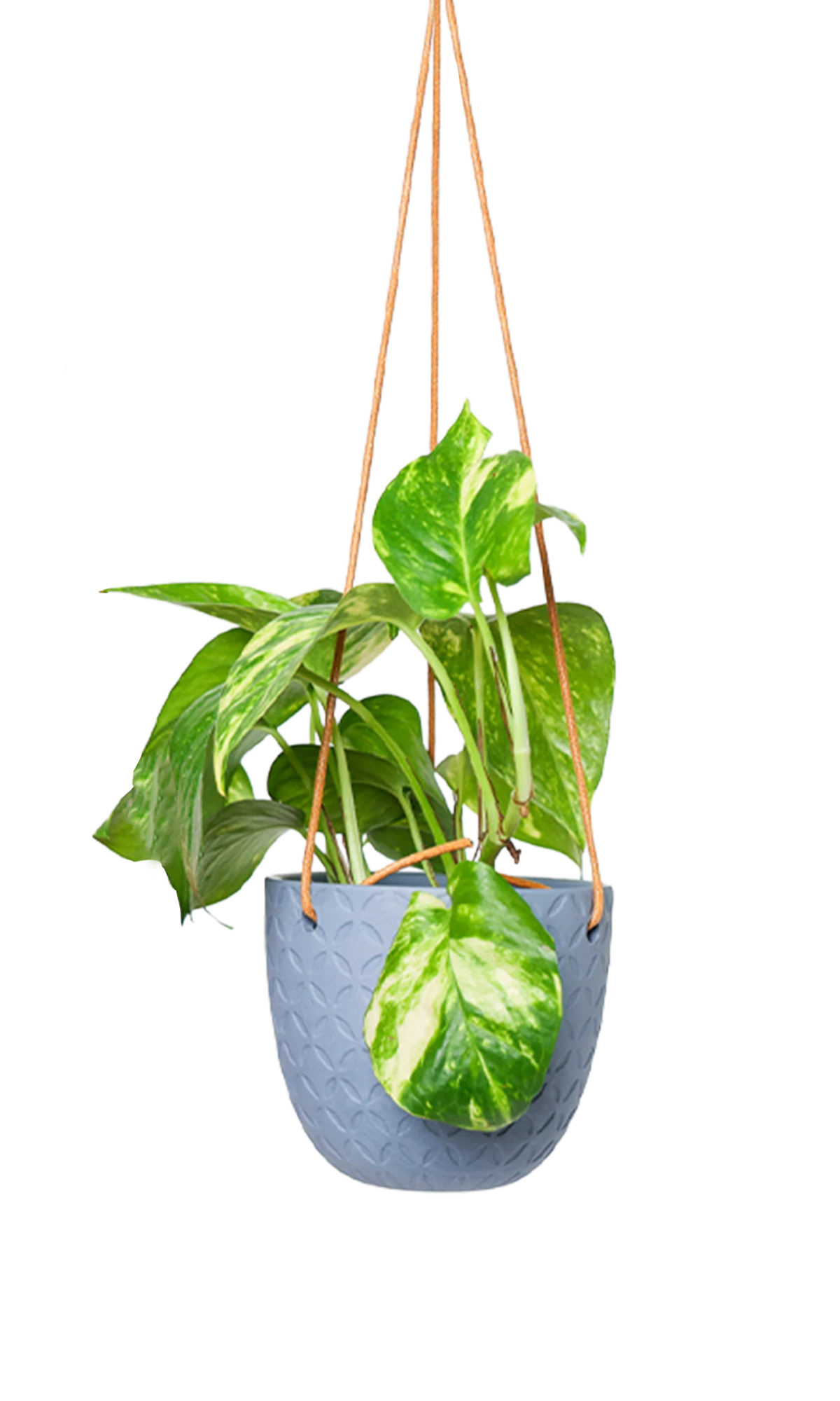 Chive Virago H blue grey ceramic hanging planter styled with a plant.