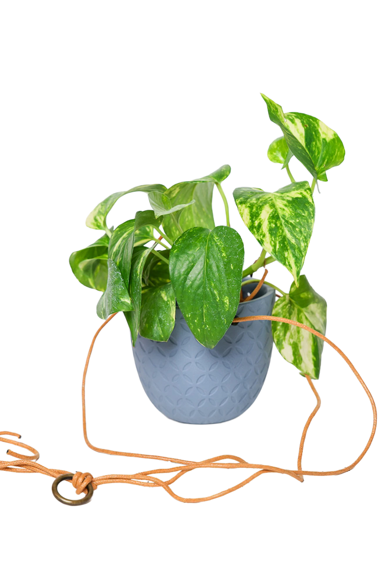 Chive Virago H blue grey ceramic hanging planter styled with a plant, with loose cords.