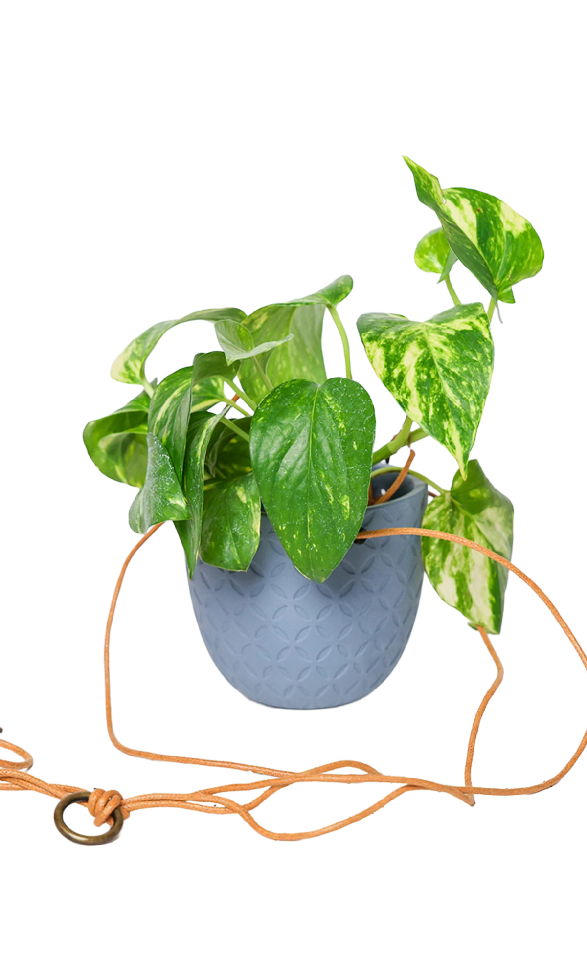 Chive Virago H blue grey ceramic hanging planter styled with a plant, with loose cords.