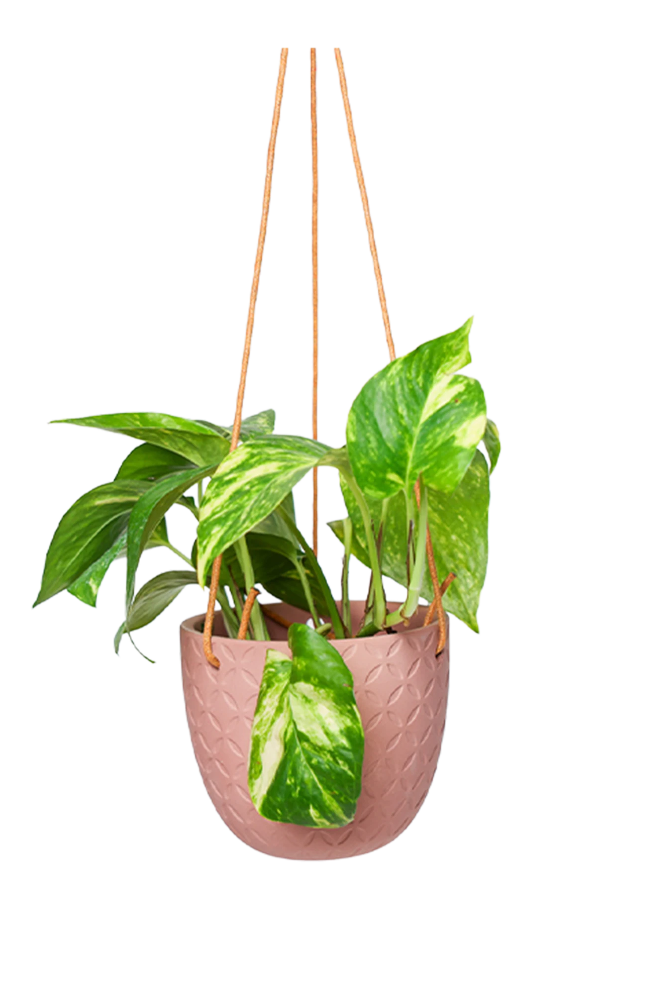Chive Virago H clay terracotta ceramic hanging planter styled with a plant.