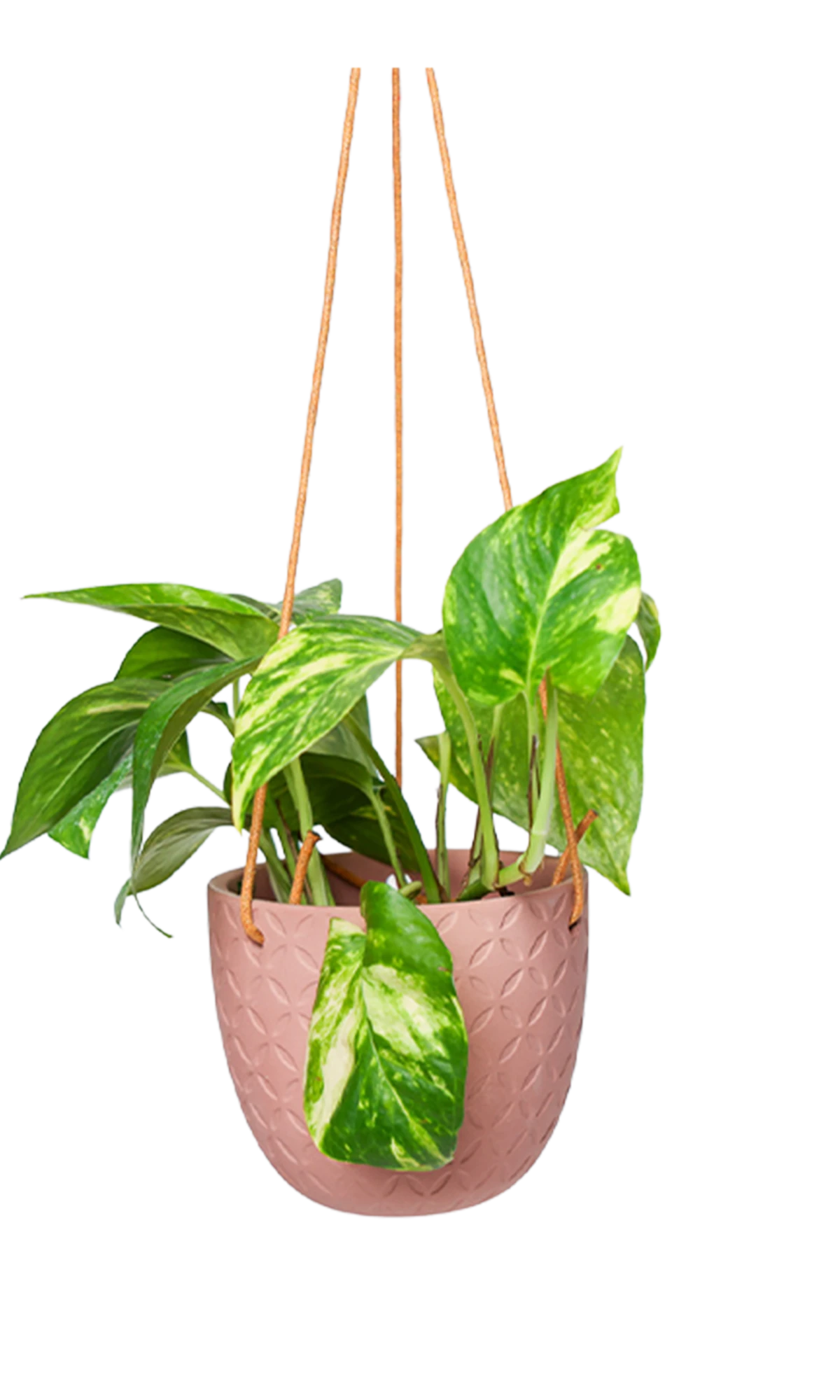 Chive Virago H clay terracotta ceramic hanging planter styled with a plant.