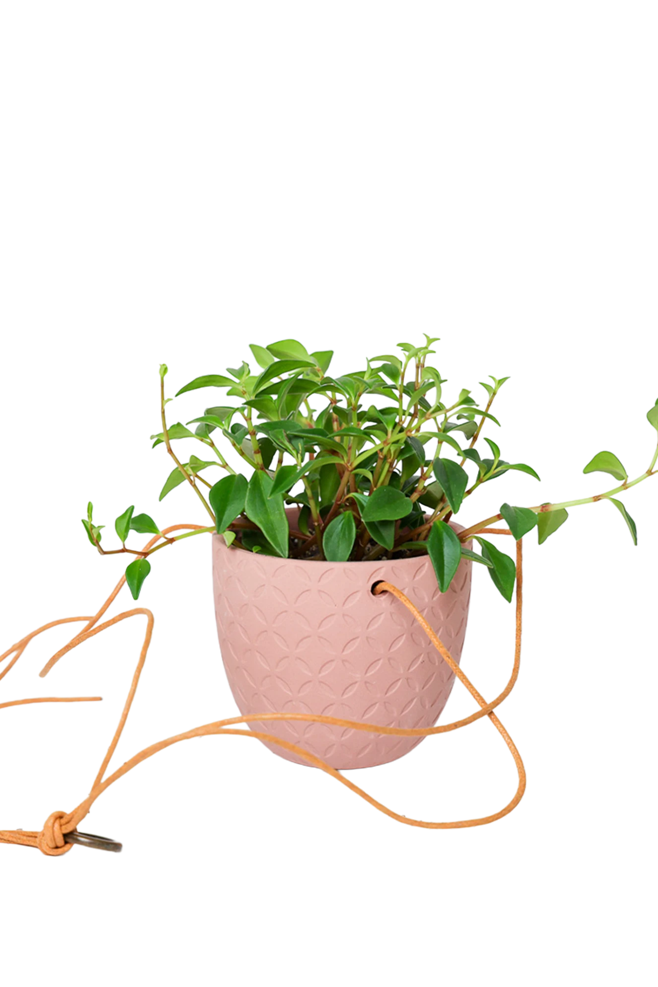 Chive Virago H clay terracotta ceramic hanging planter styled with a plant, with loose cords.