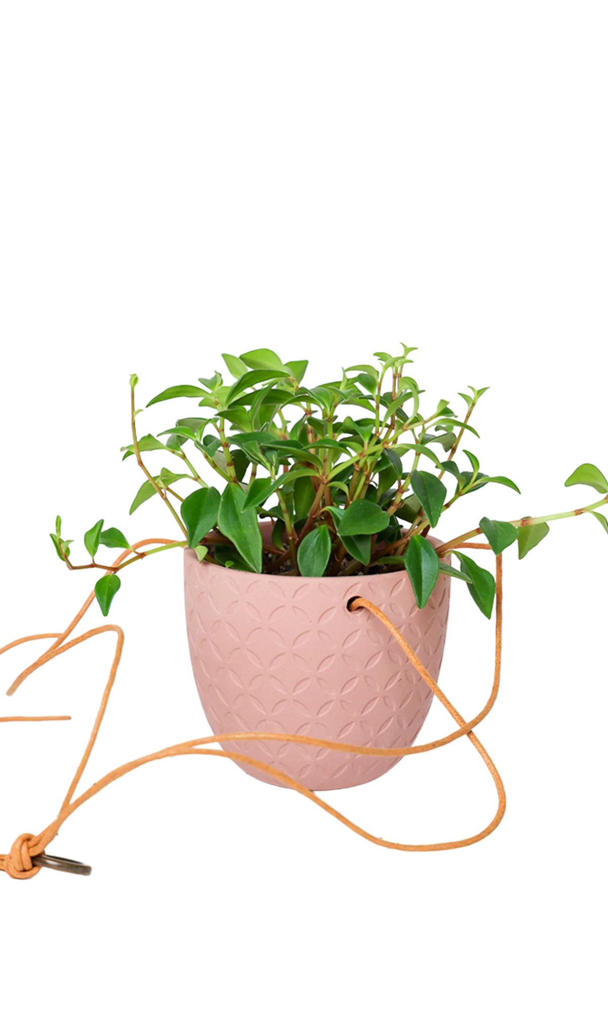 Chive Virago H clay terracotta ceramic hanging planter styled with a plant, with loose cords.